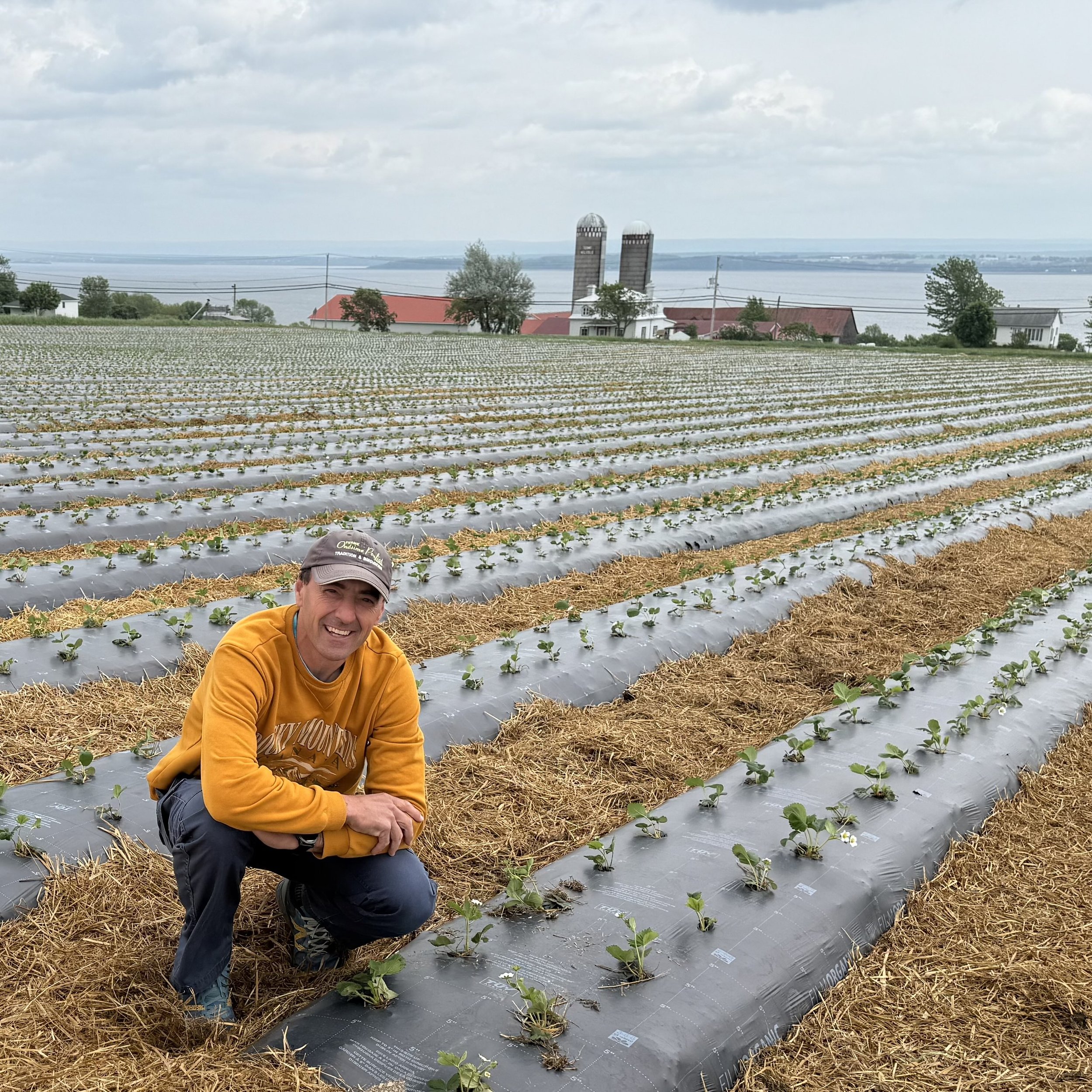 FilmOrganic Black #88 — Winter-over strawberries Daniel P. in his field. A compostable mulch designed to last through winter, protect crowns, and eliminate spring plastic removal.