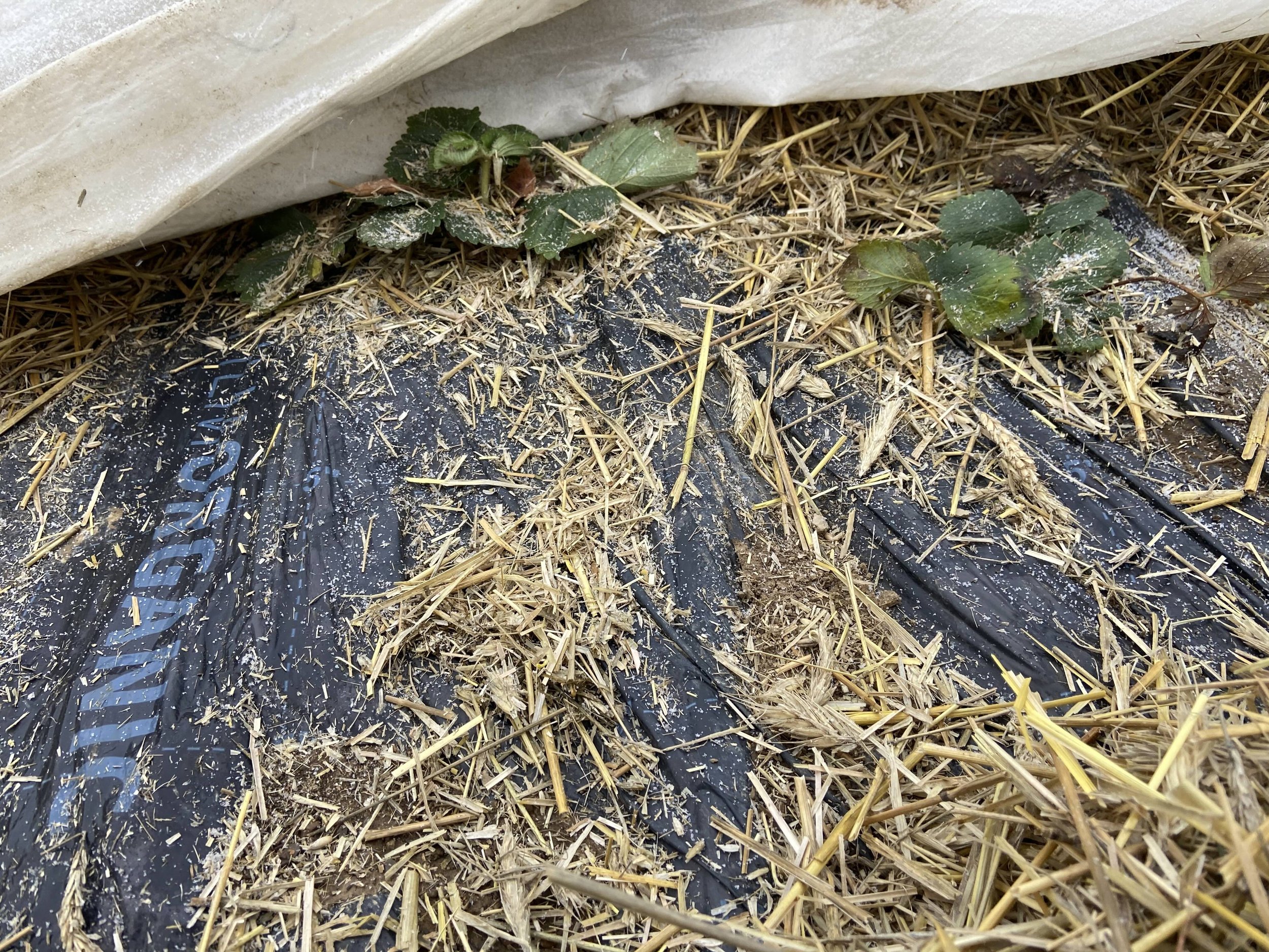 FilmOrganic Black #88 – Short-day / June-bearing strawberries (winter-over) High-durability compostable mulch designed to protect crowns through winter and eliminate spring plastic removal.