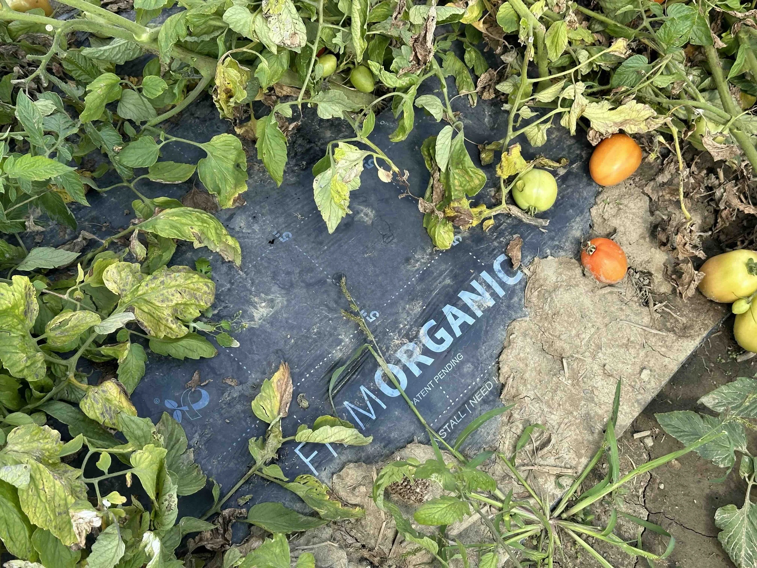 “Tomatoes grown on CoolWhite mulch. Clean beds, consistent coverage, no plastic residue.”