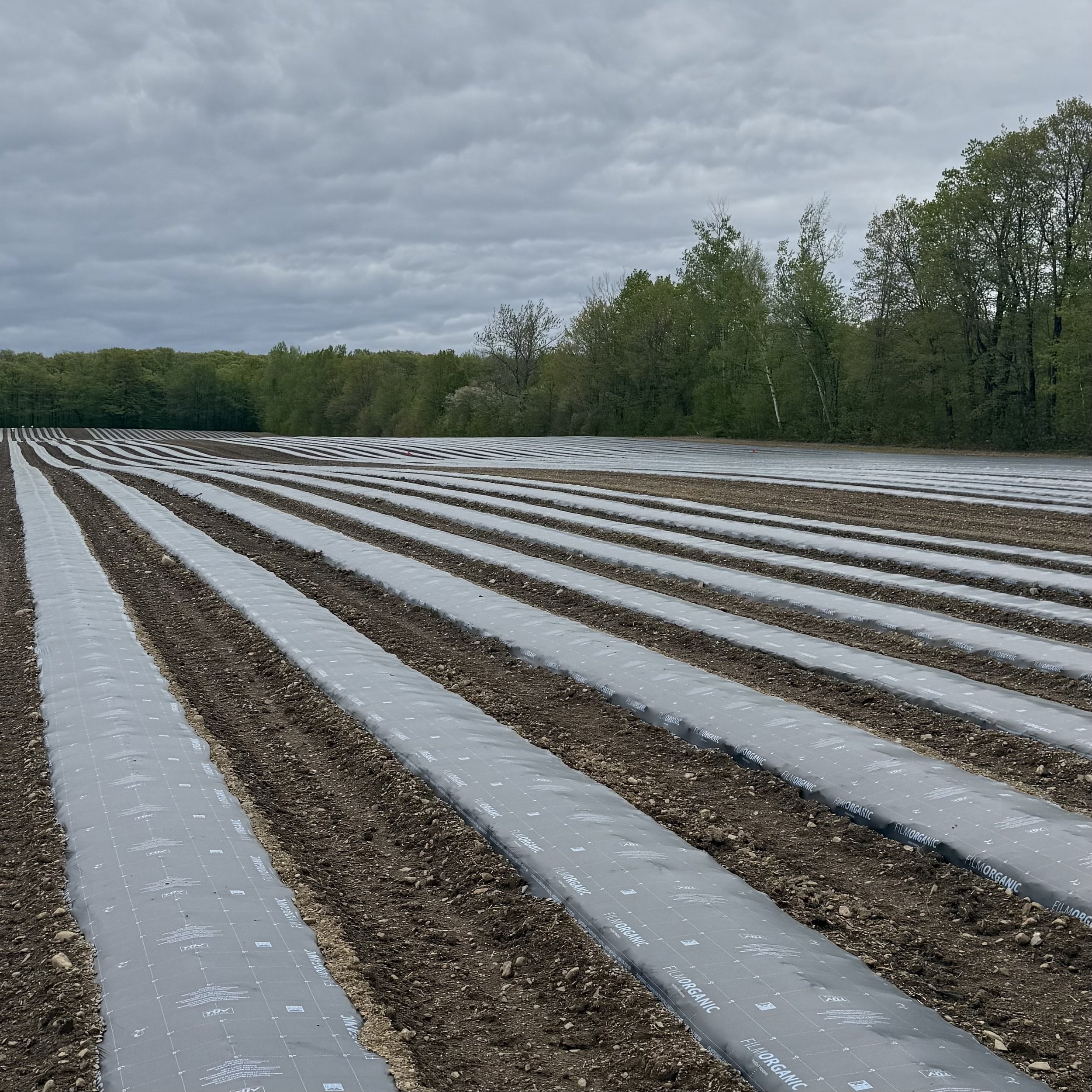 FilmOrganic Black #66 — Day-neutral strawberries (annual) Gabriel G. using Black #66 for season-long performance. Clean beds, consistent fruit quality, and no plastic to remove after harvest.