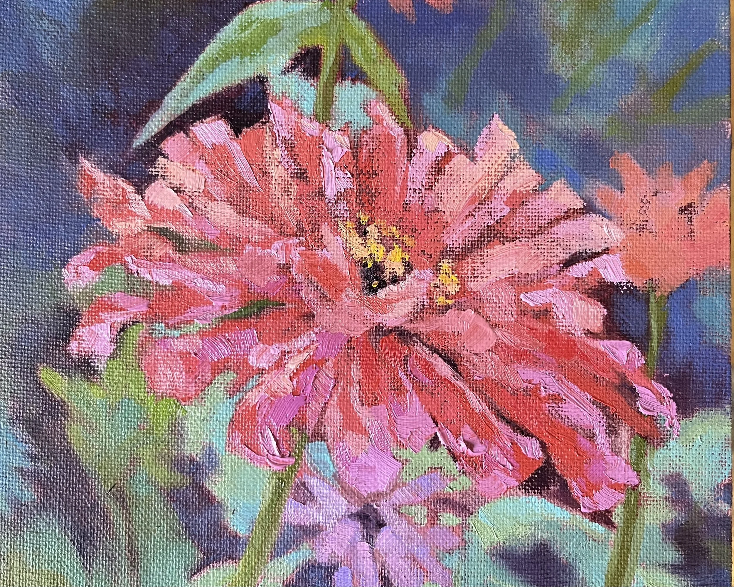 Oil painting of a pink and coral zinnia