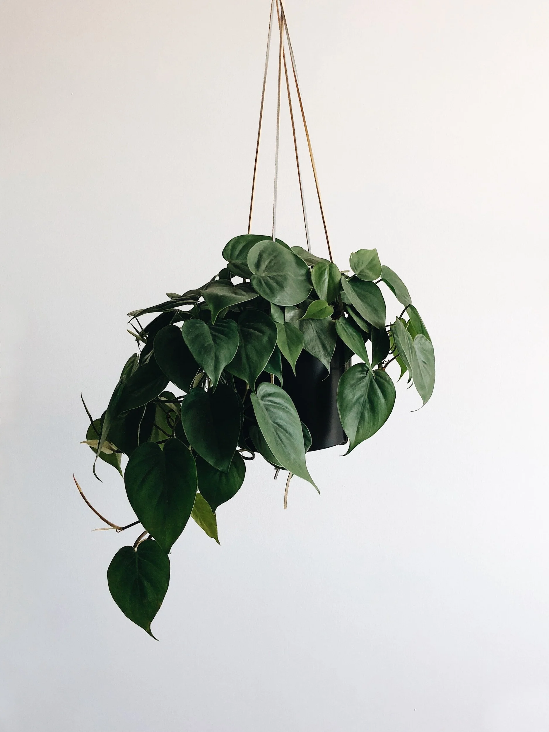 Hanging potted plant with large green heart-shaped leaves against a white wall.