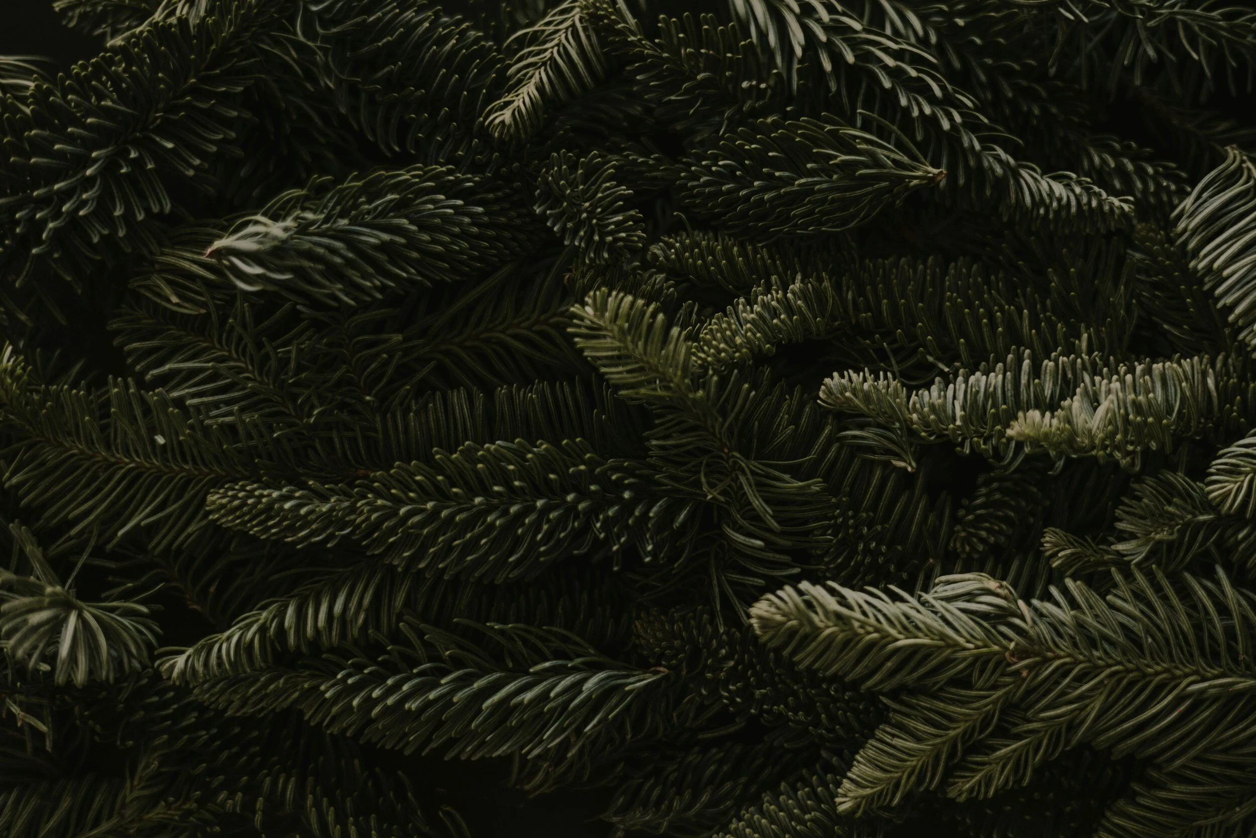 Close-up of dark green pine tree needles layered over each other.