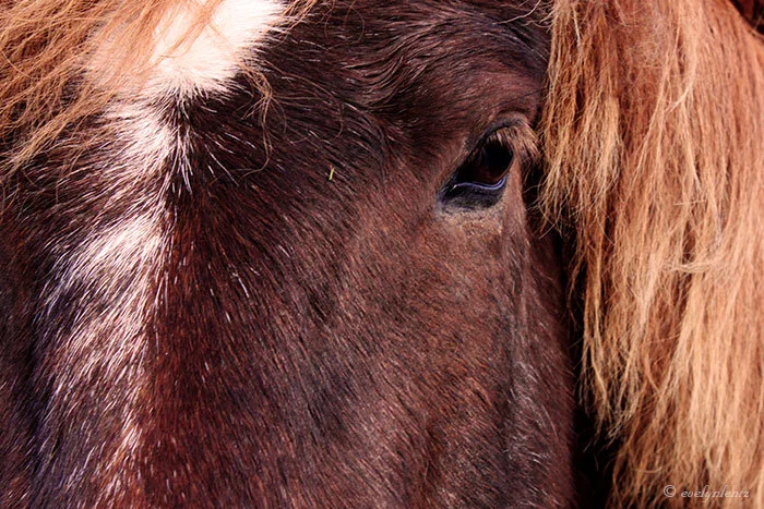 9_pony_braun.jpg