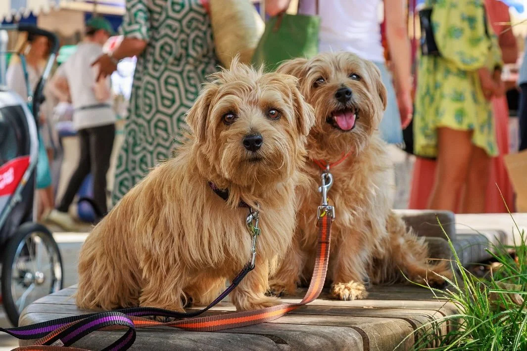 🐾&nbsp;This Weekend we will be celebrating Chelsea Dog Day 2025🐾

Chelsea is rolling out the red carpet for its four-legged friends as Chelsea Dog Day returns on Saturday 4th October 2025 in support of Pets As Therapy. The much-loved community even