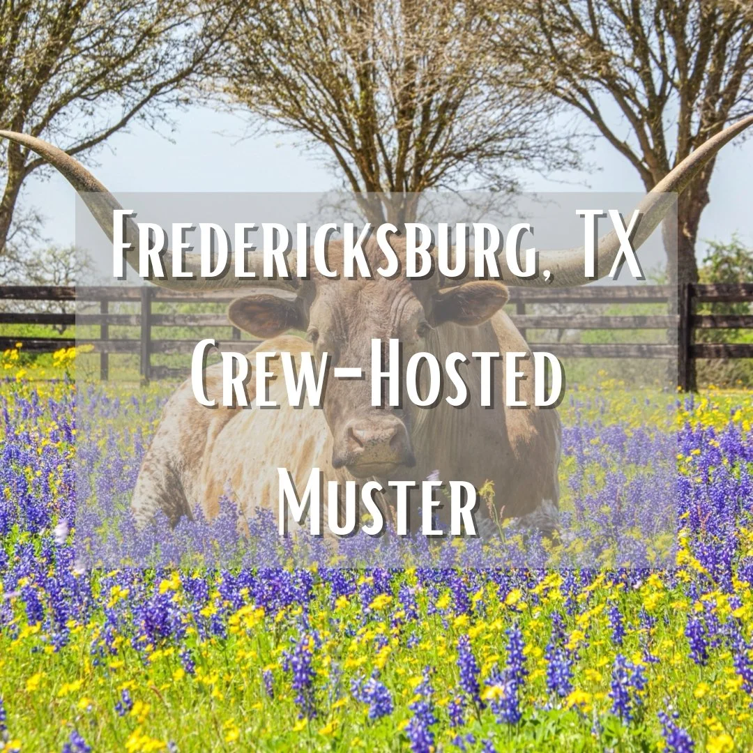 Texas longhorn laying in a field of blue bonnets. Fredericksburg, TX, crew-hosted muster
