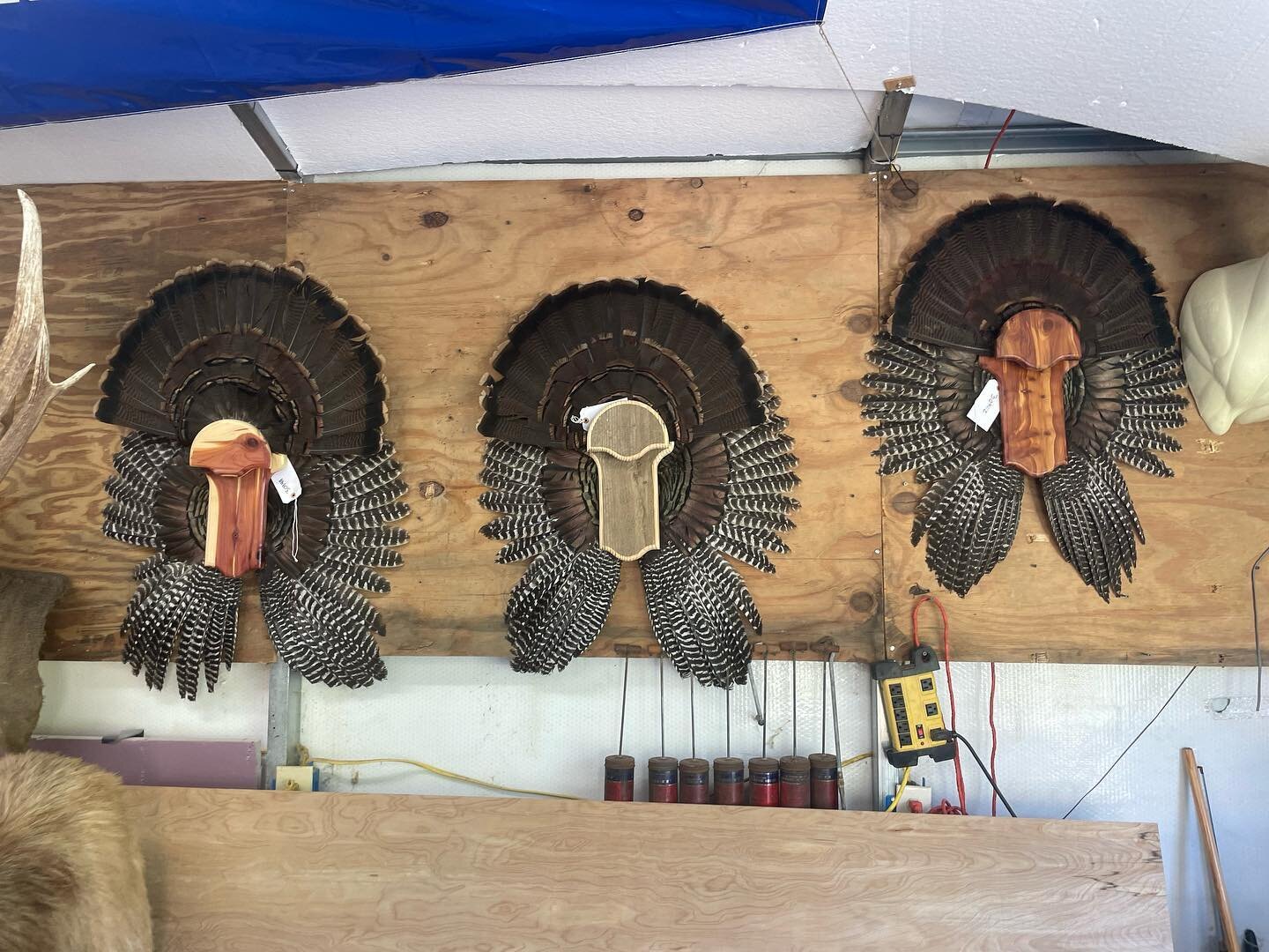Fan and Wing mounts $300 #turkeyhunting #turkey #fanAndWingMount #turkey #turkeyseason #cantstoptheflop #feather #feathers #fanmount #spring #fyp #fypシ