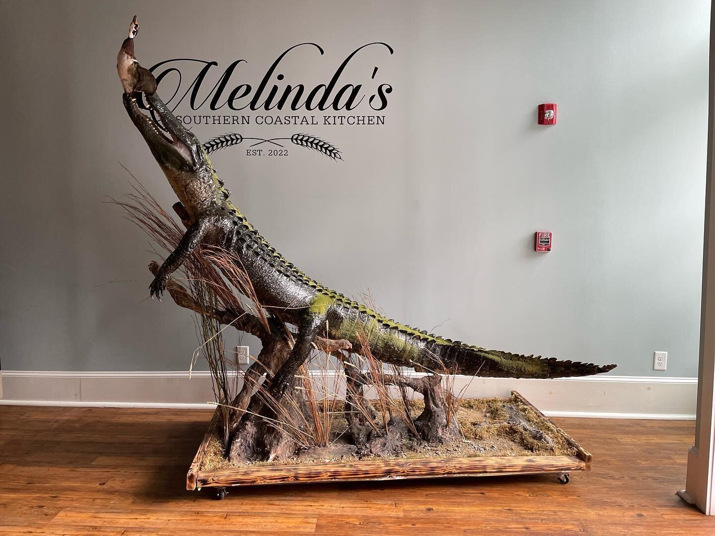 Y&rsquo;all make sure to go check out this beast @melindassoutherncoastalkitchen  down on broad street!! #taxidermy #taxidermist #taxidermydecor #restaurant #hunting #outdoors #reptile #alligator #fyp #fypシ