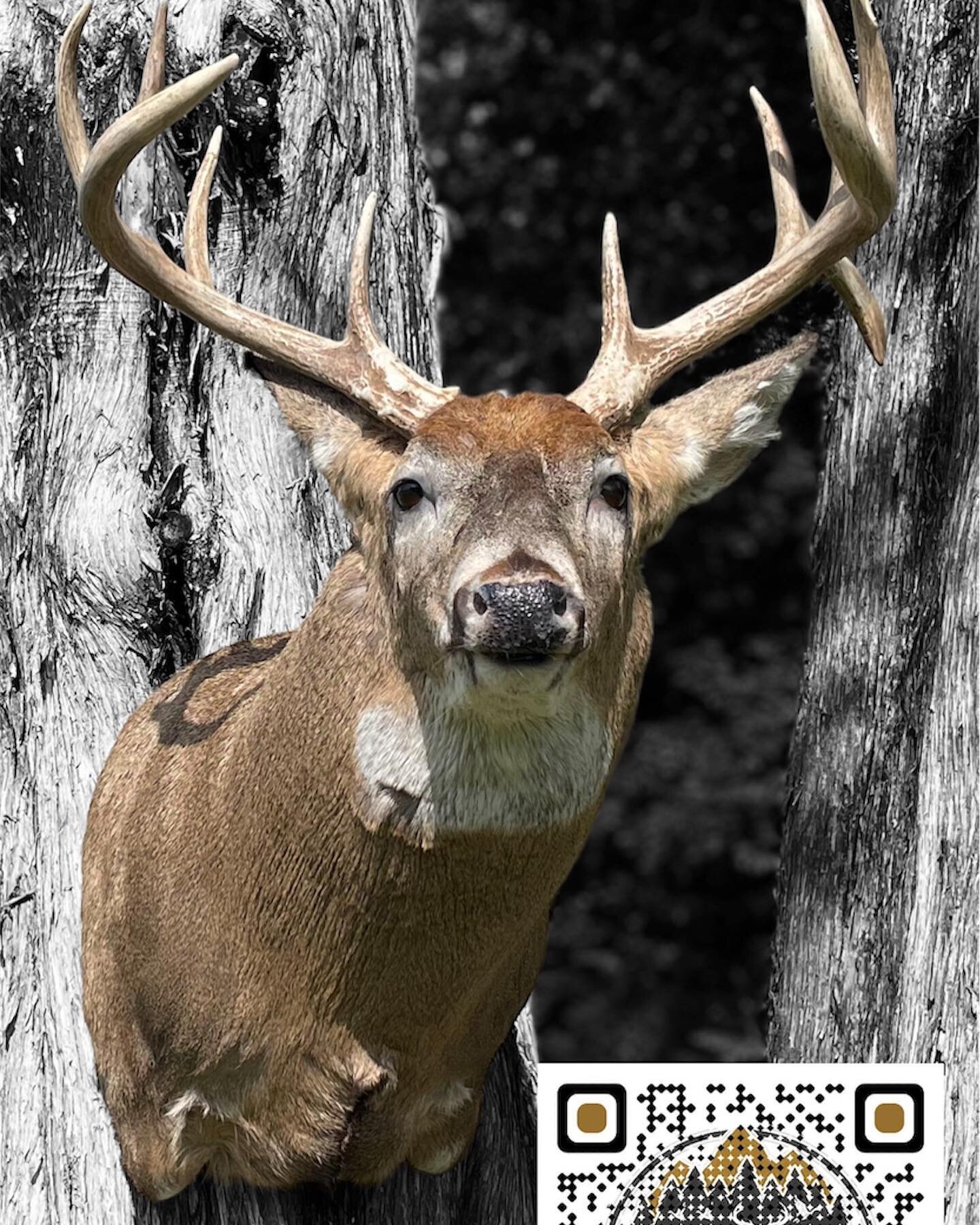 Congrats to @trevor_gilbert79 on his &lsquo;22 Kansas giant 💯💯#bigbuck #deermount #deer #deerhunting #taxidermist #taxidermy #romega #hunting #kansasbuck