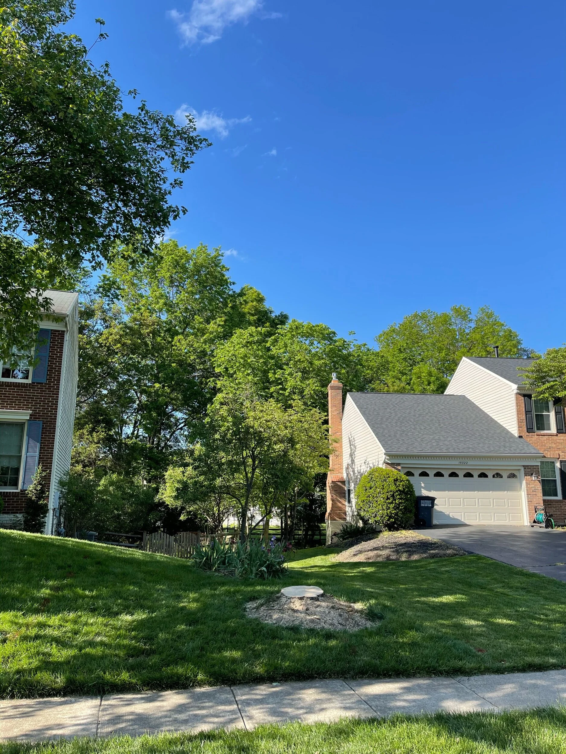 Dead Japanese Zelkova