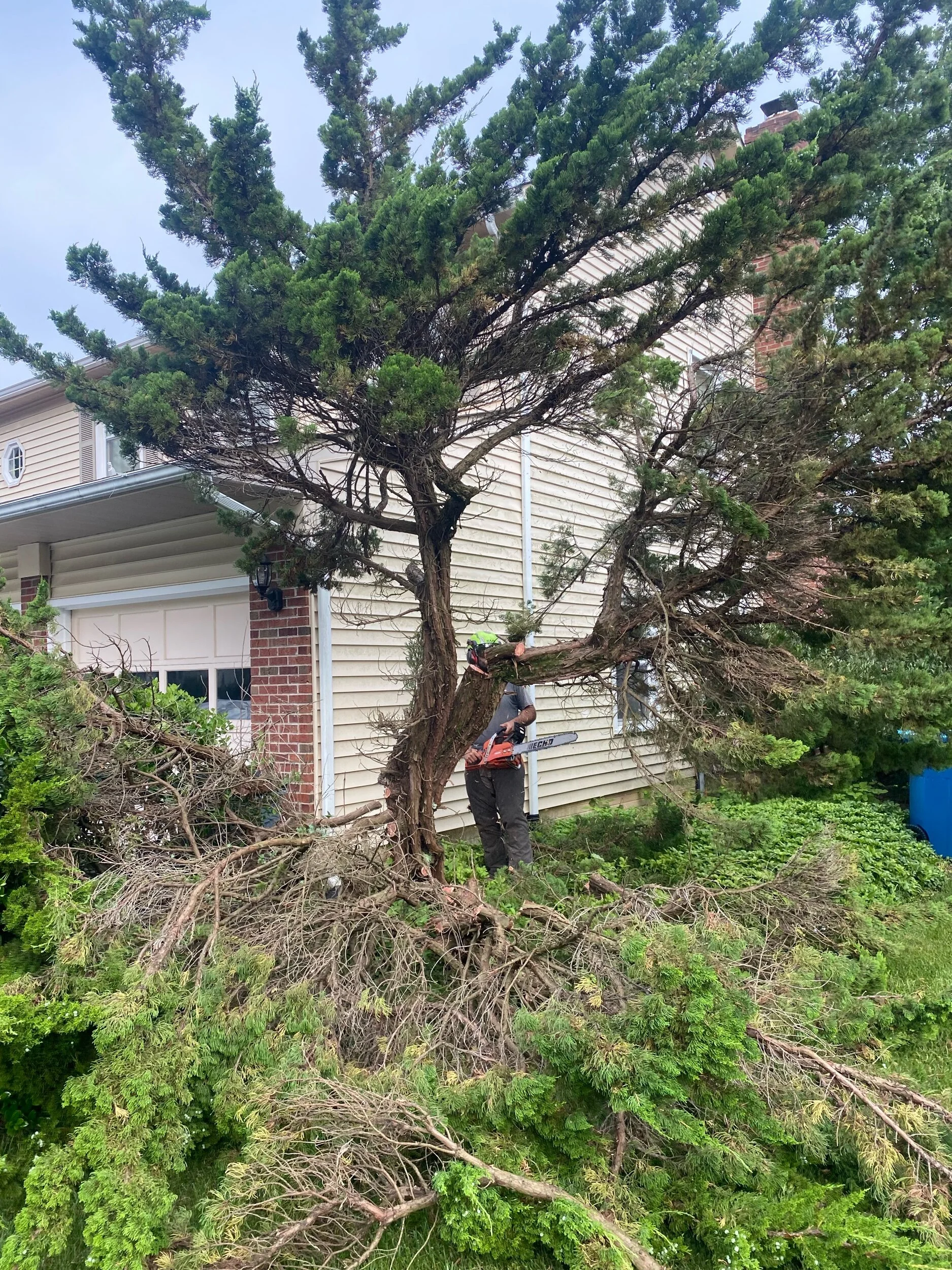 Juniper Removal….☑️