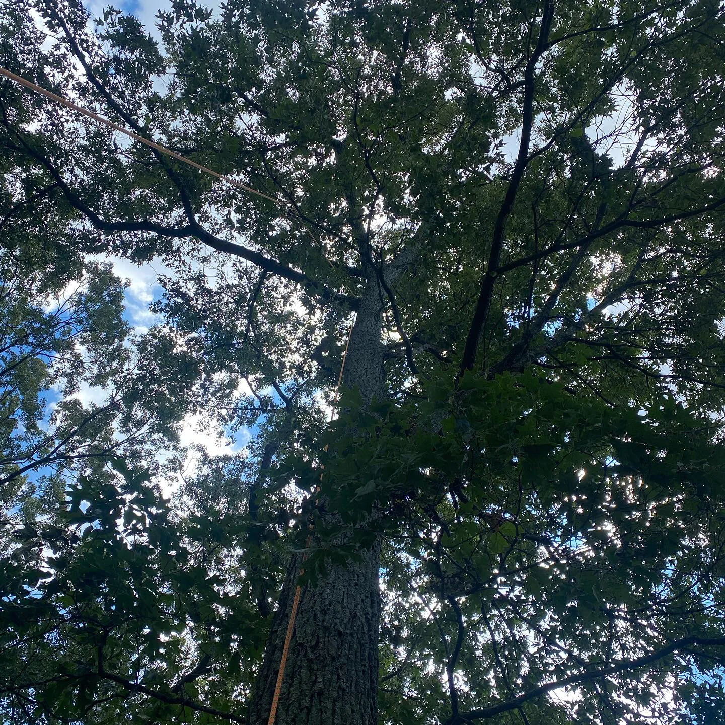 Deadwood in a Southern Red Oak