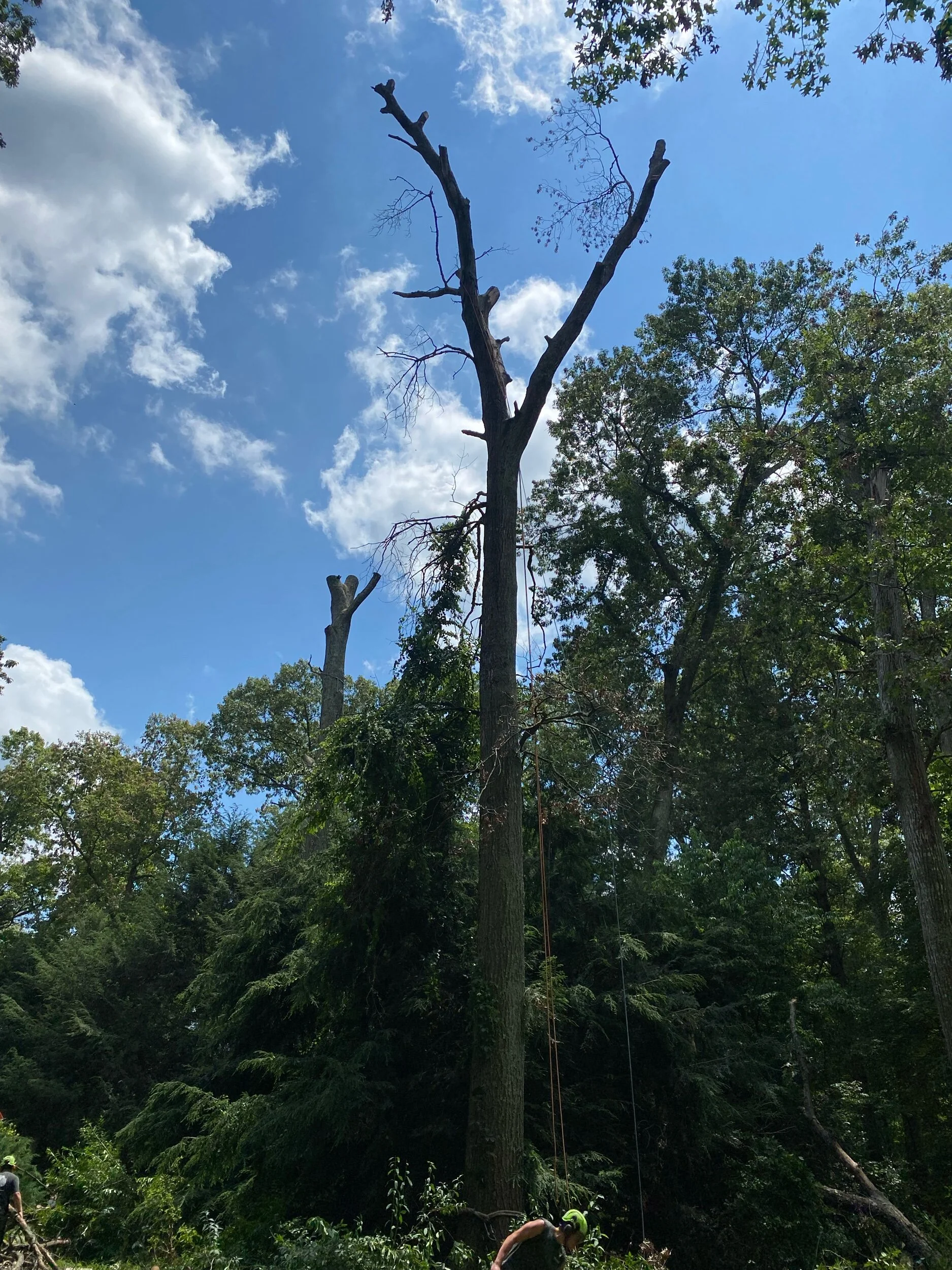 Big Oak Removal
