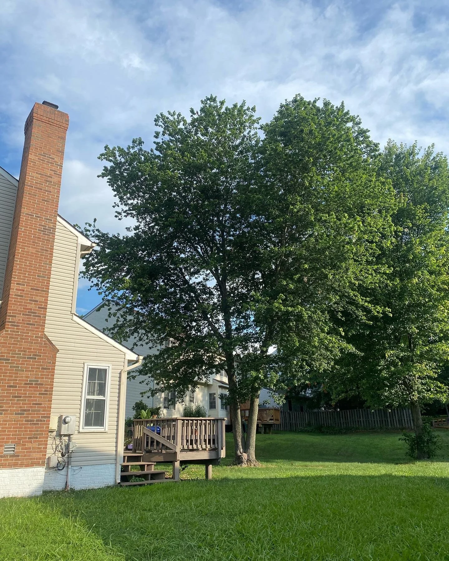 Red Maple Removal