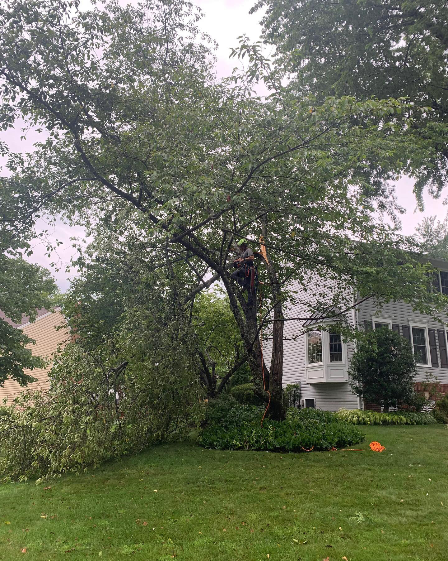 Flowering Cherry Storm Damage