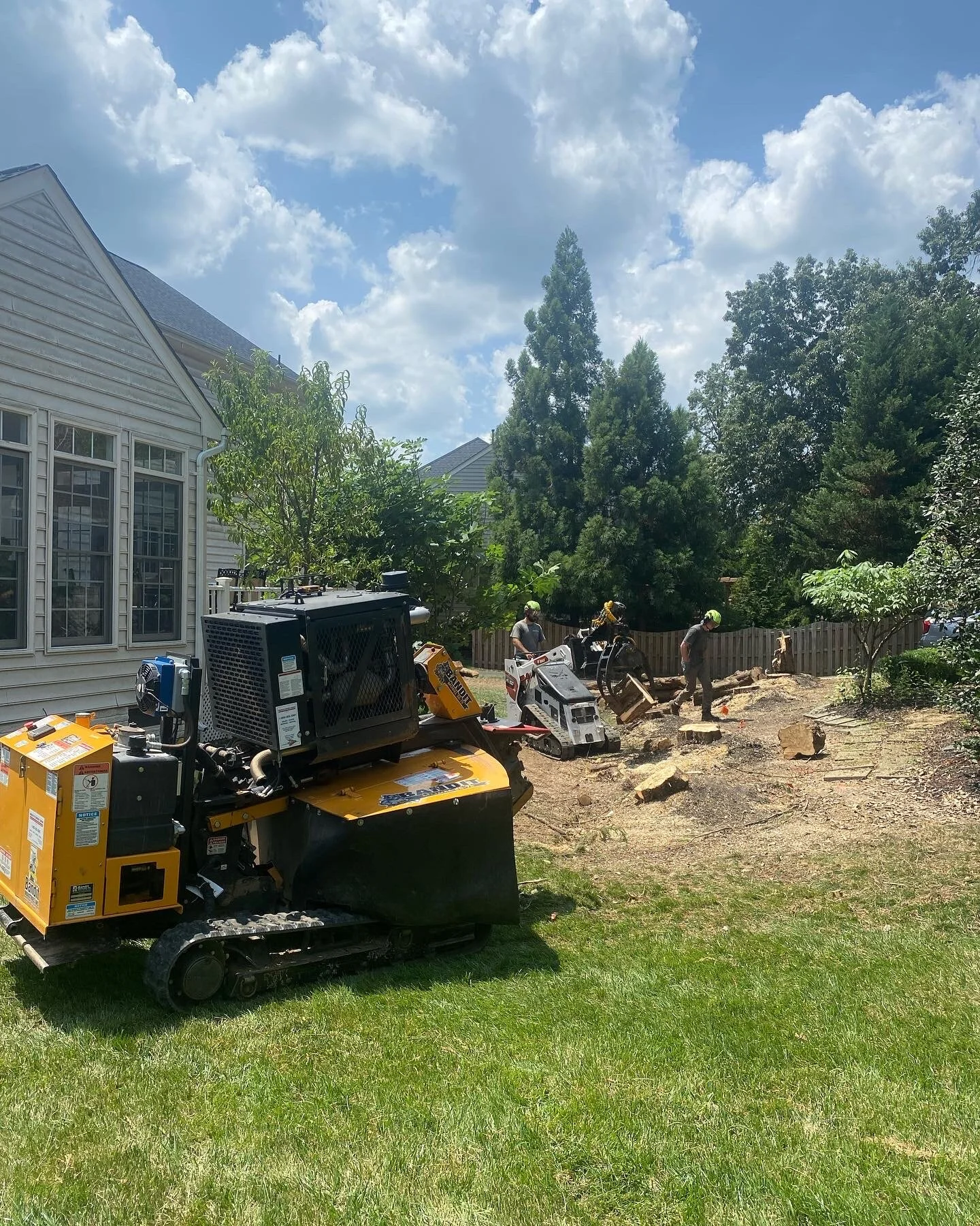 Leyland Cypress Removal