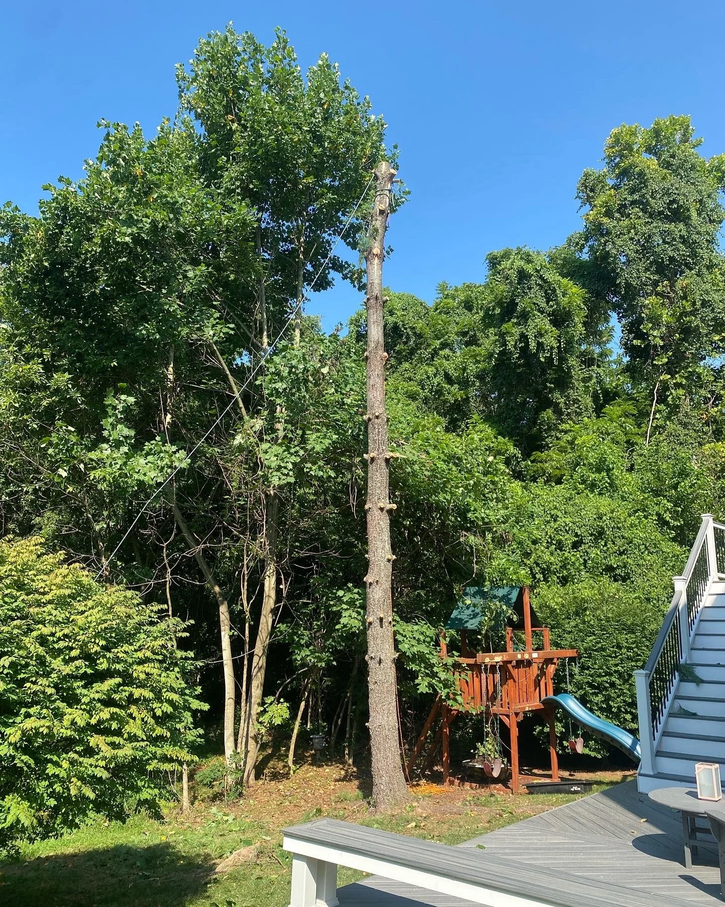 Eastern White Pine Removal