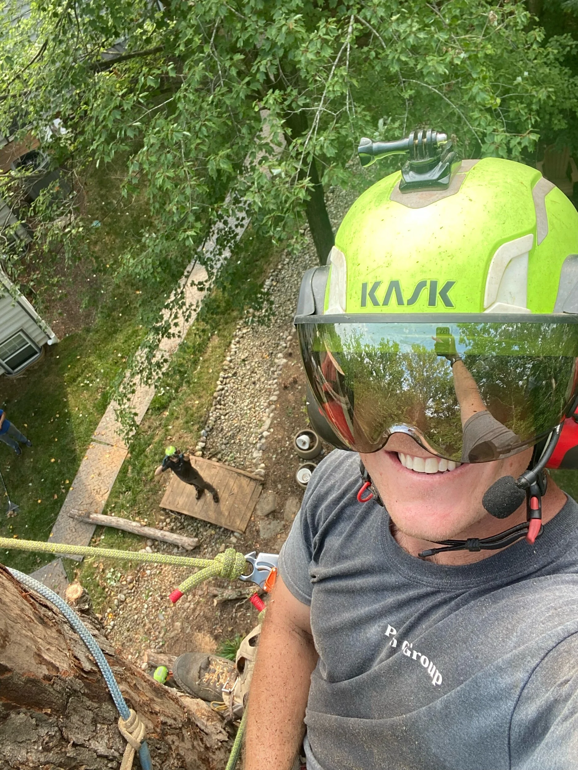 Two White Oak Removals