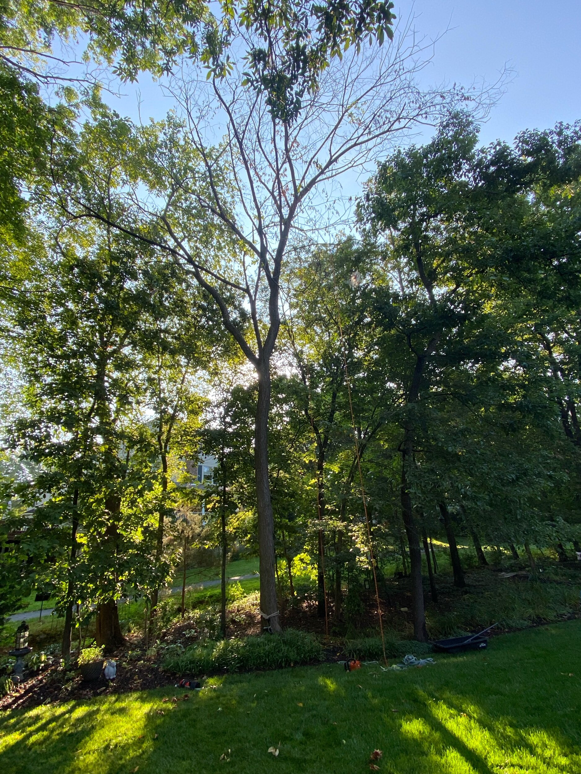 American Elm Removal