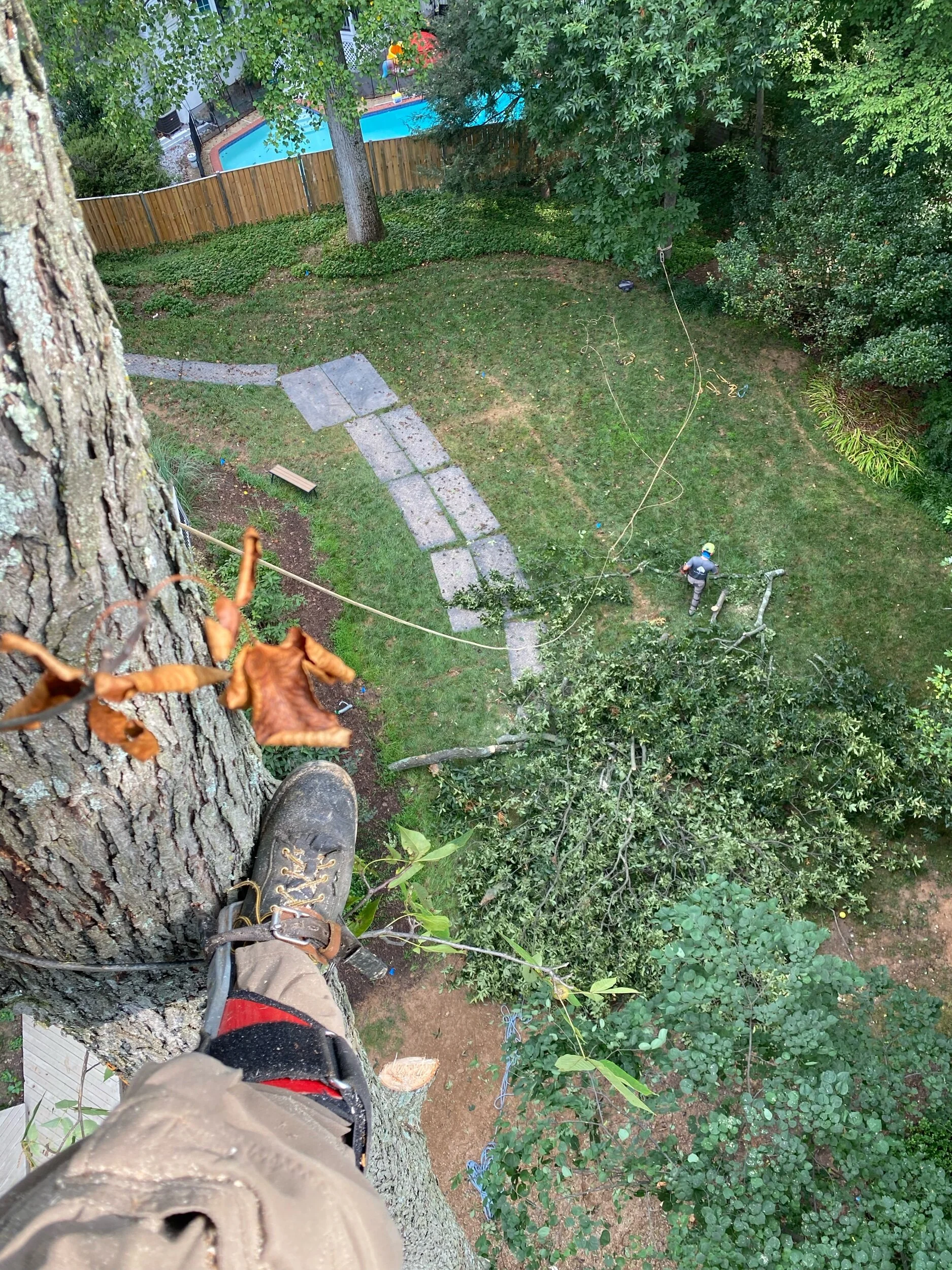 Pignut Hickory Removal