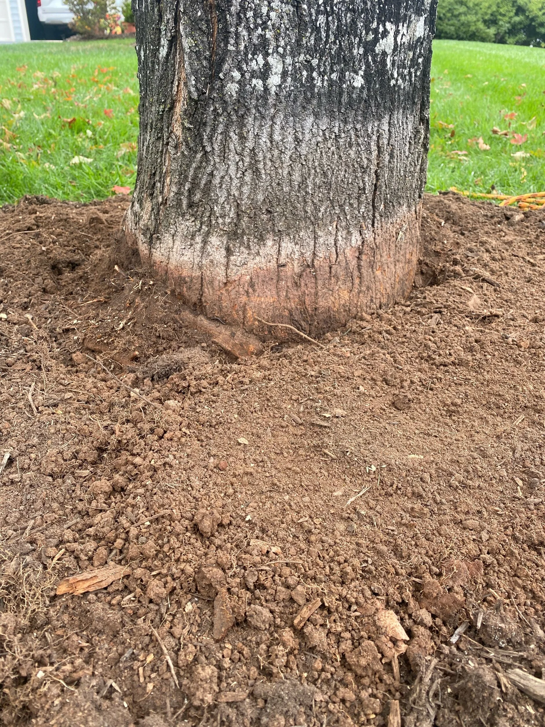 Root Collar Excavation