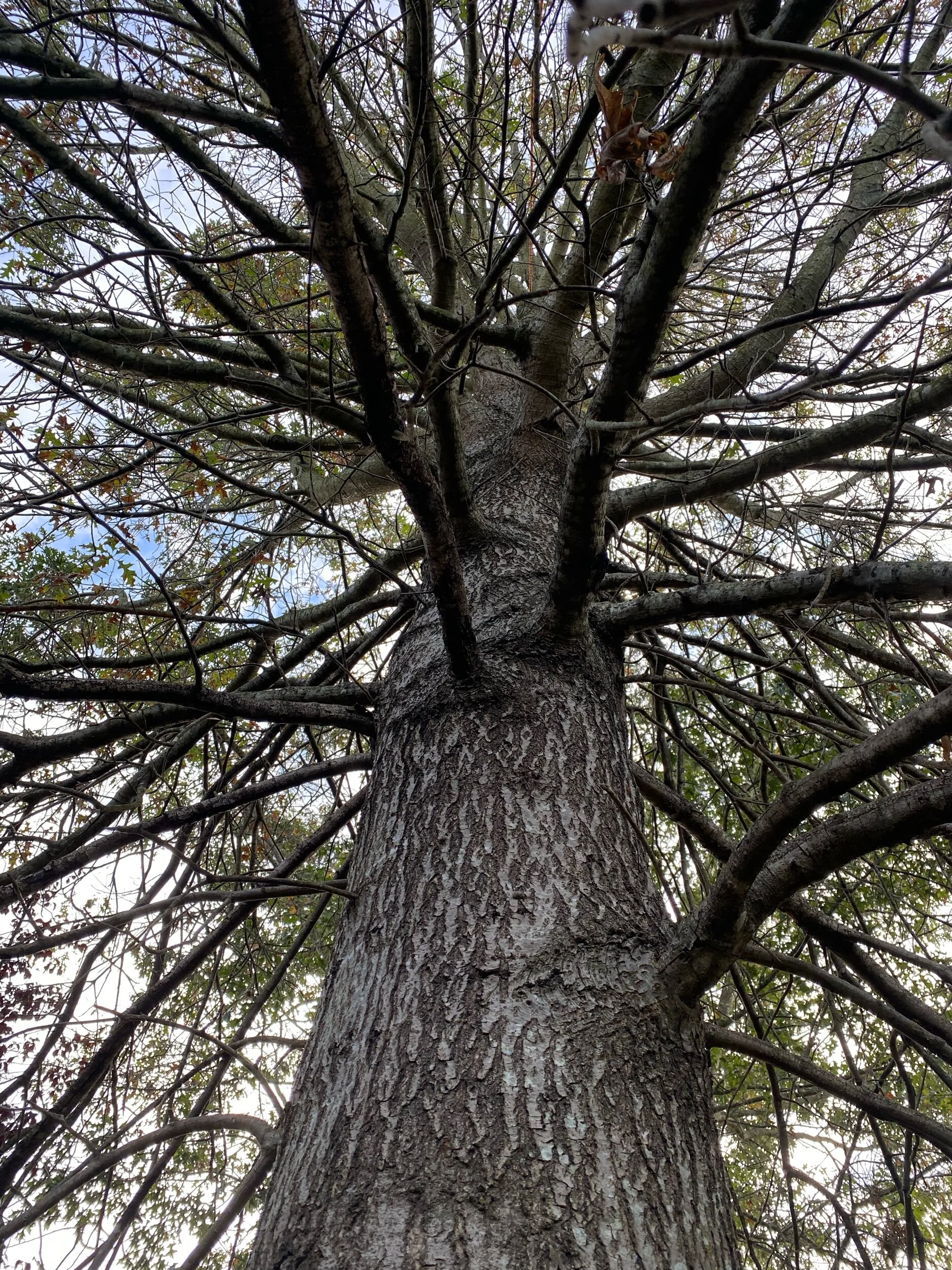 Pin Oak Pruning A Pin Oak