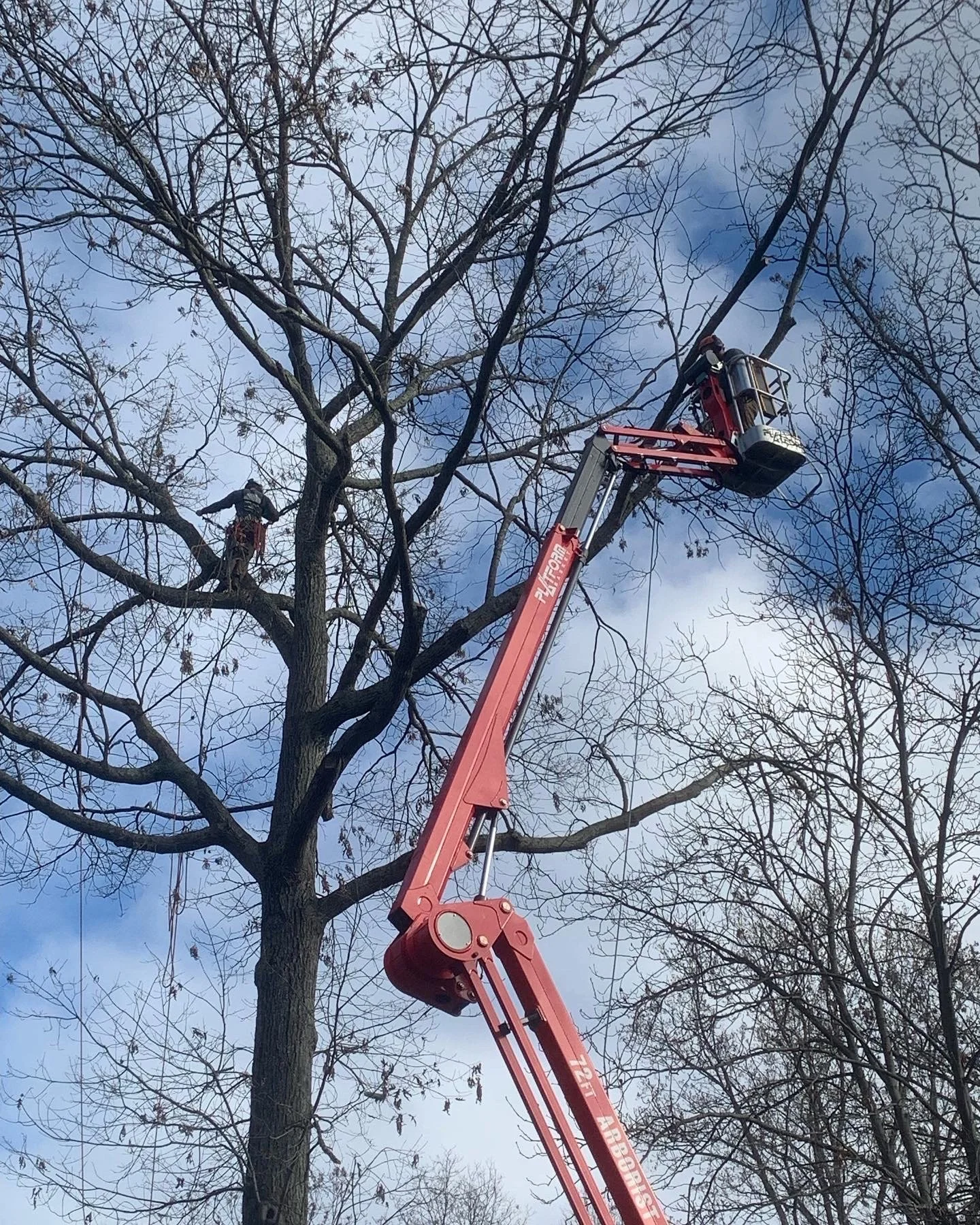 One Spider, One Monkey