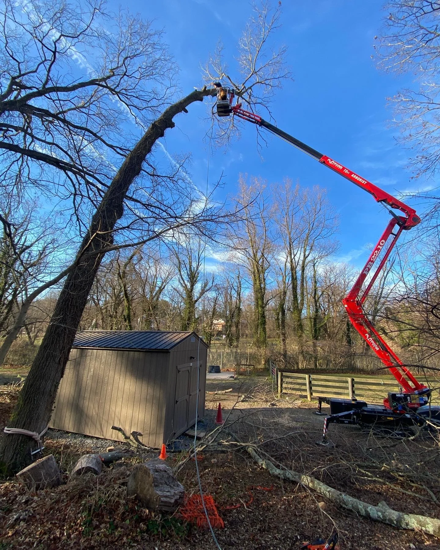 Black Oak Over Shed