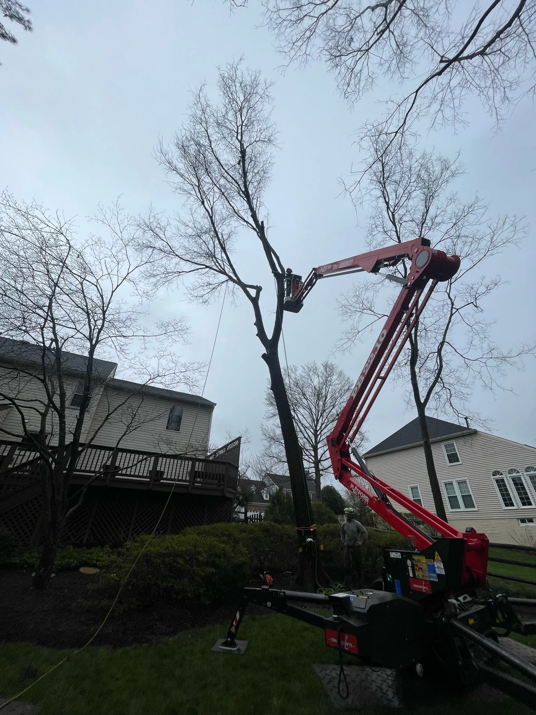 Hackberry Removal