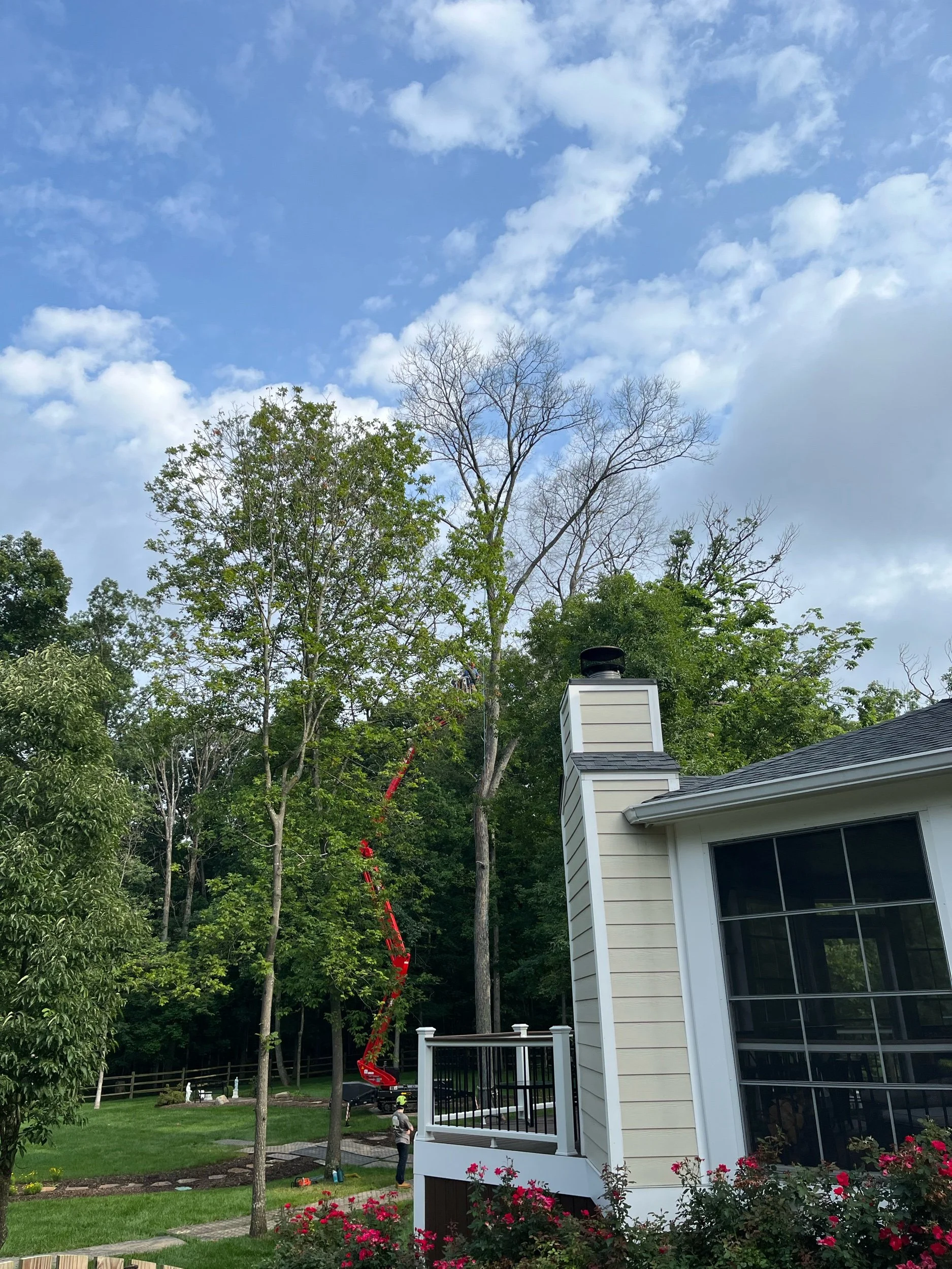 Lightning Struck Pignut Hickory