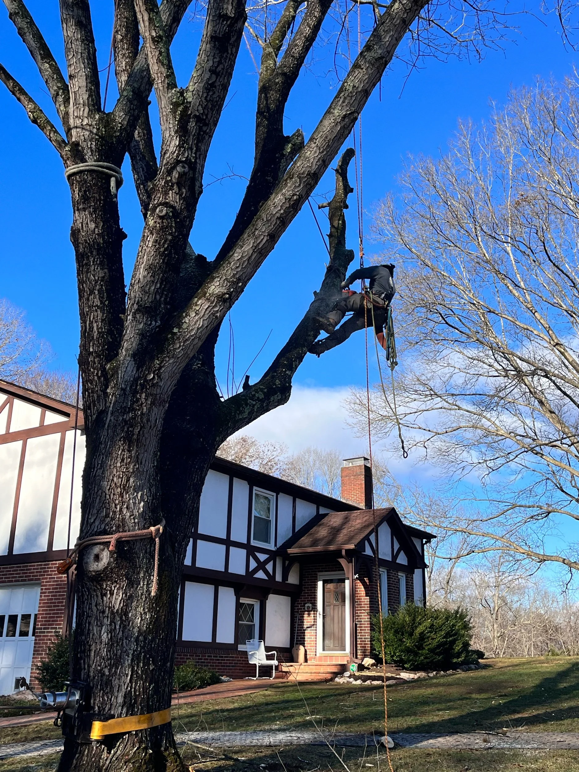 Red Maple Removal