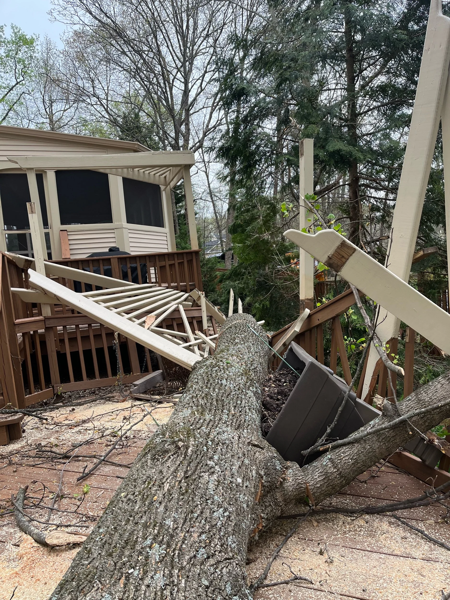Yellow-poplar On Deck