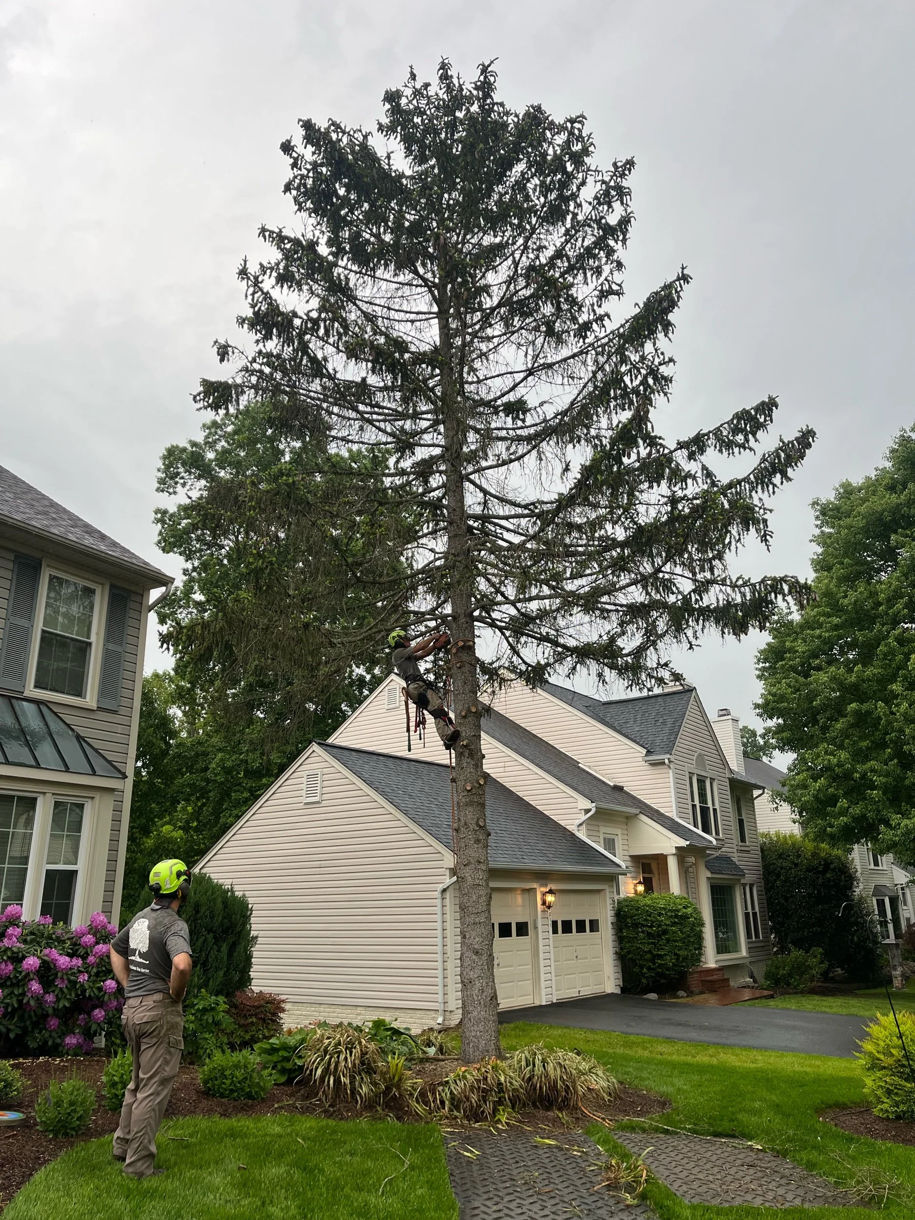 Spruce Removal