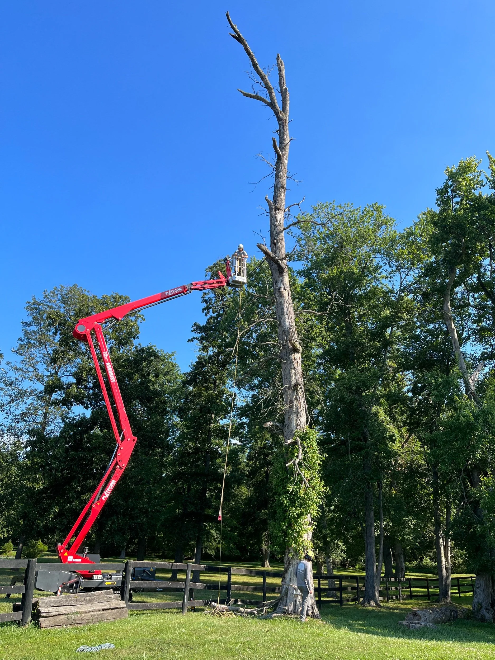 Dead Oak Removal