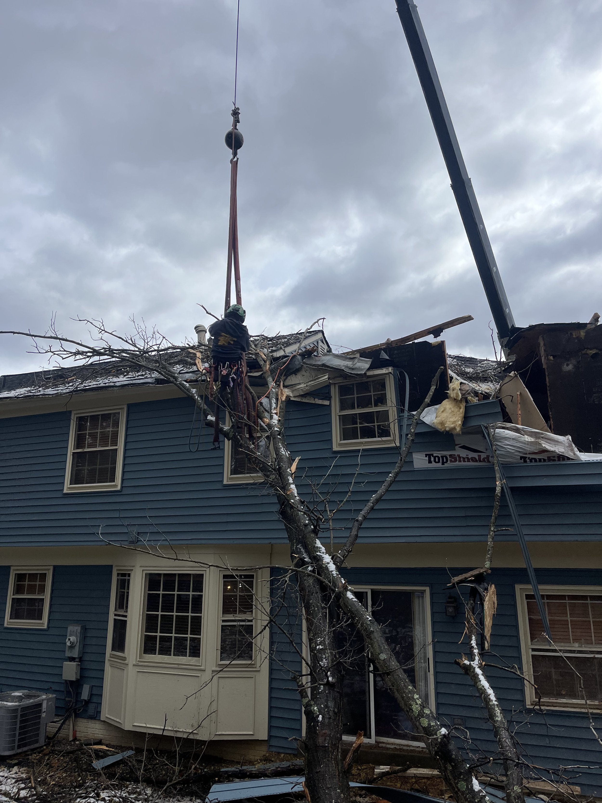 Black Oak Root Failure