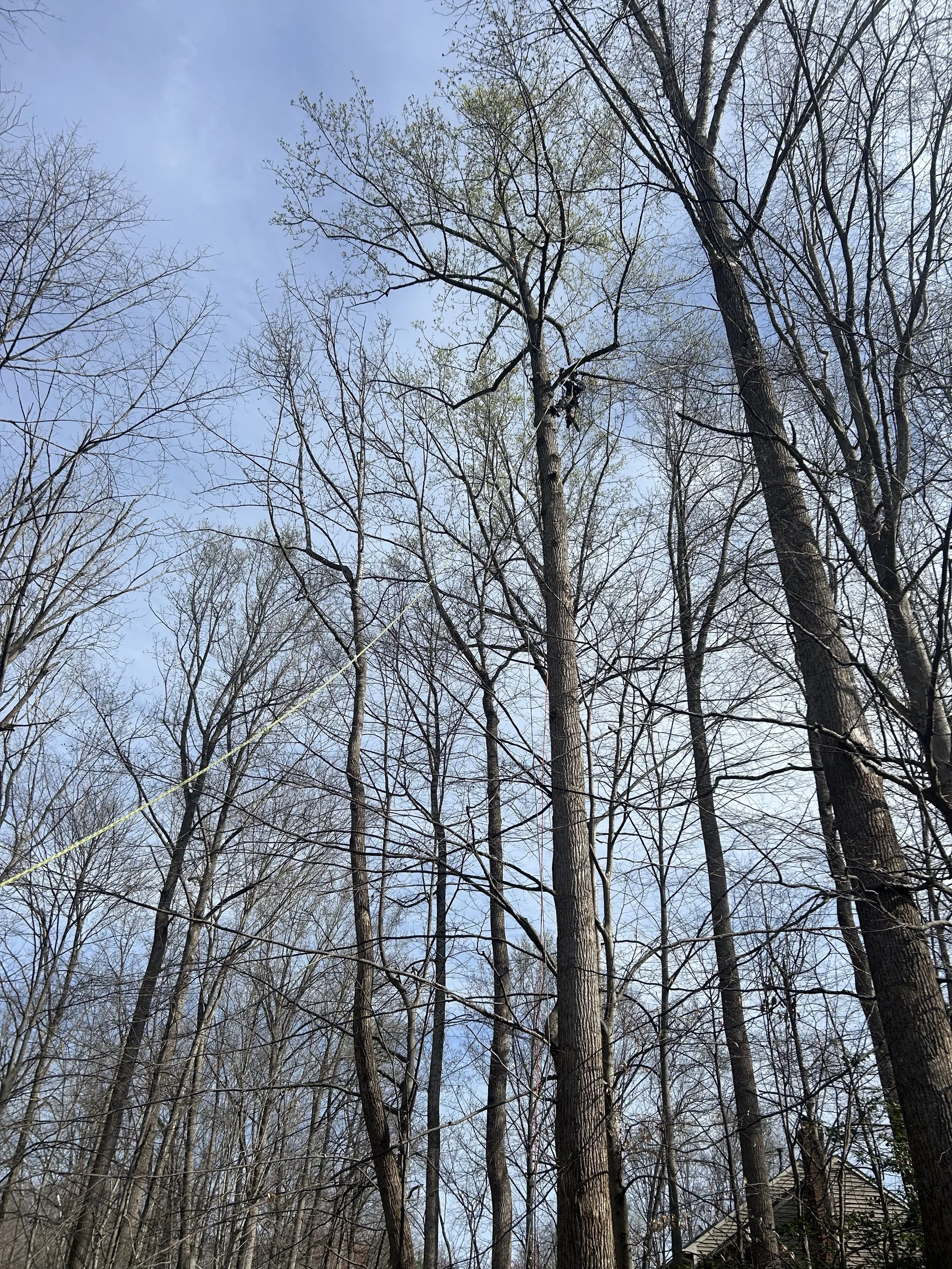 Hazardous Yellow-poplar