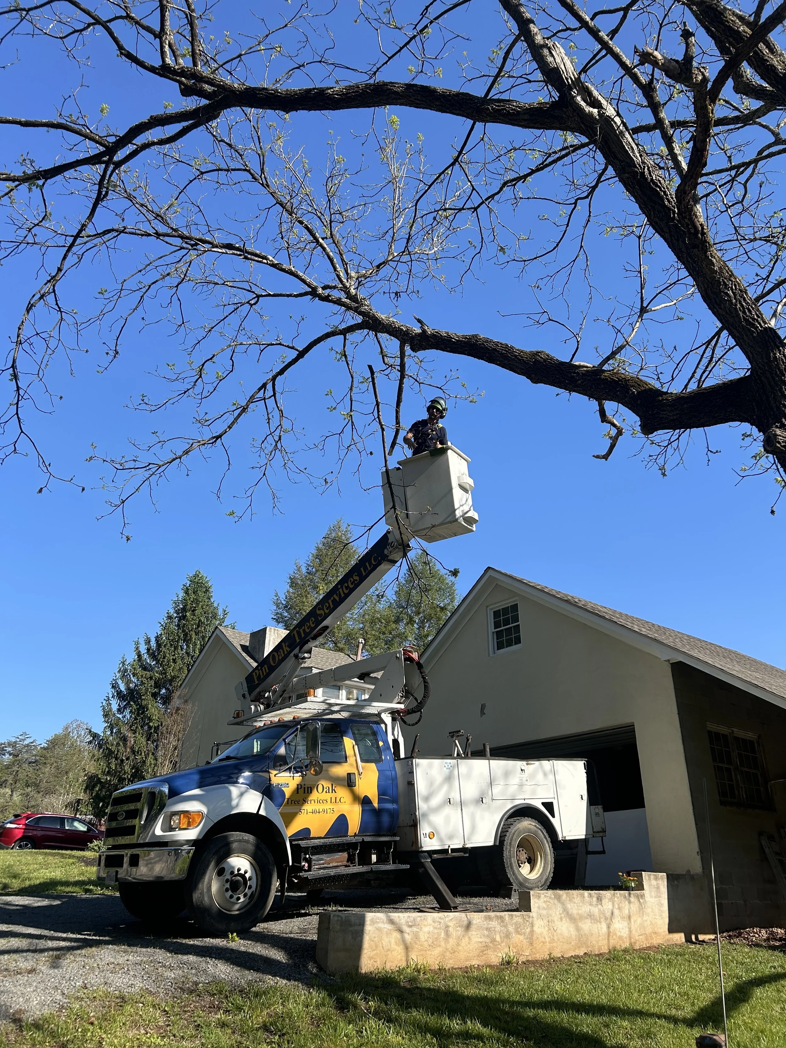 Black Walnut Removal