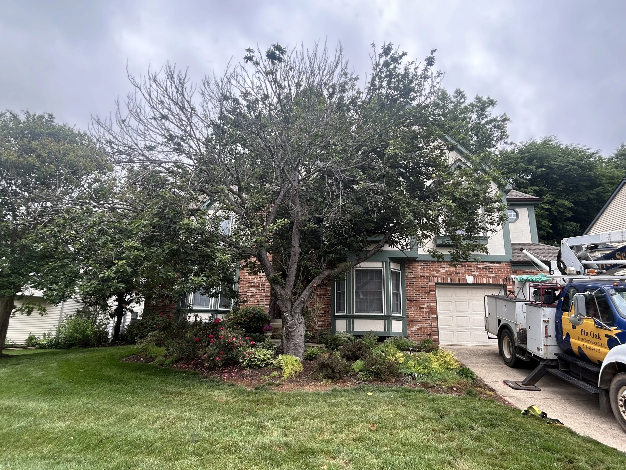 Flowering Cherry Removal