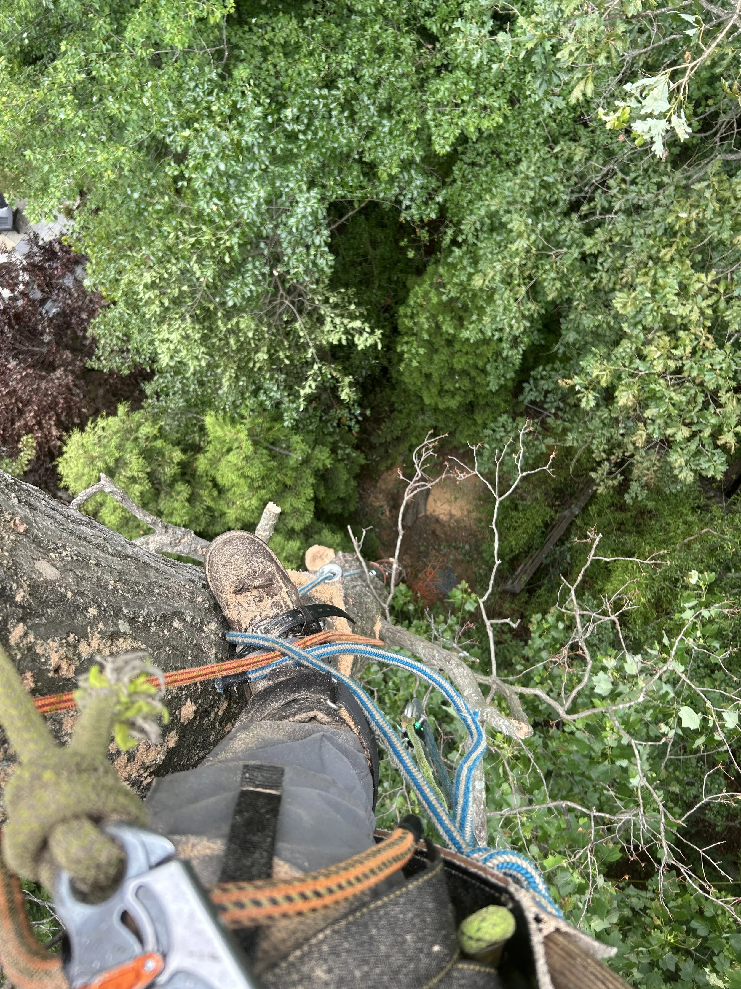 Dead Black Oak
