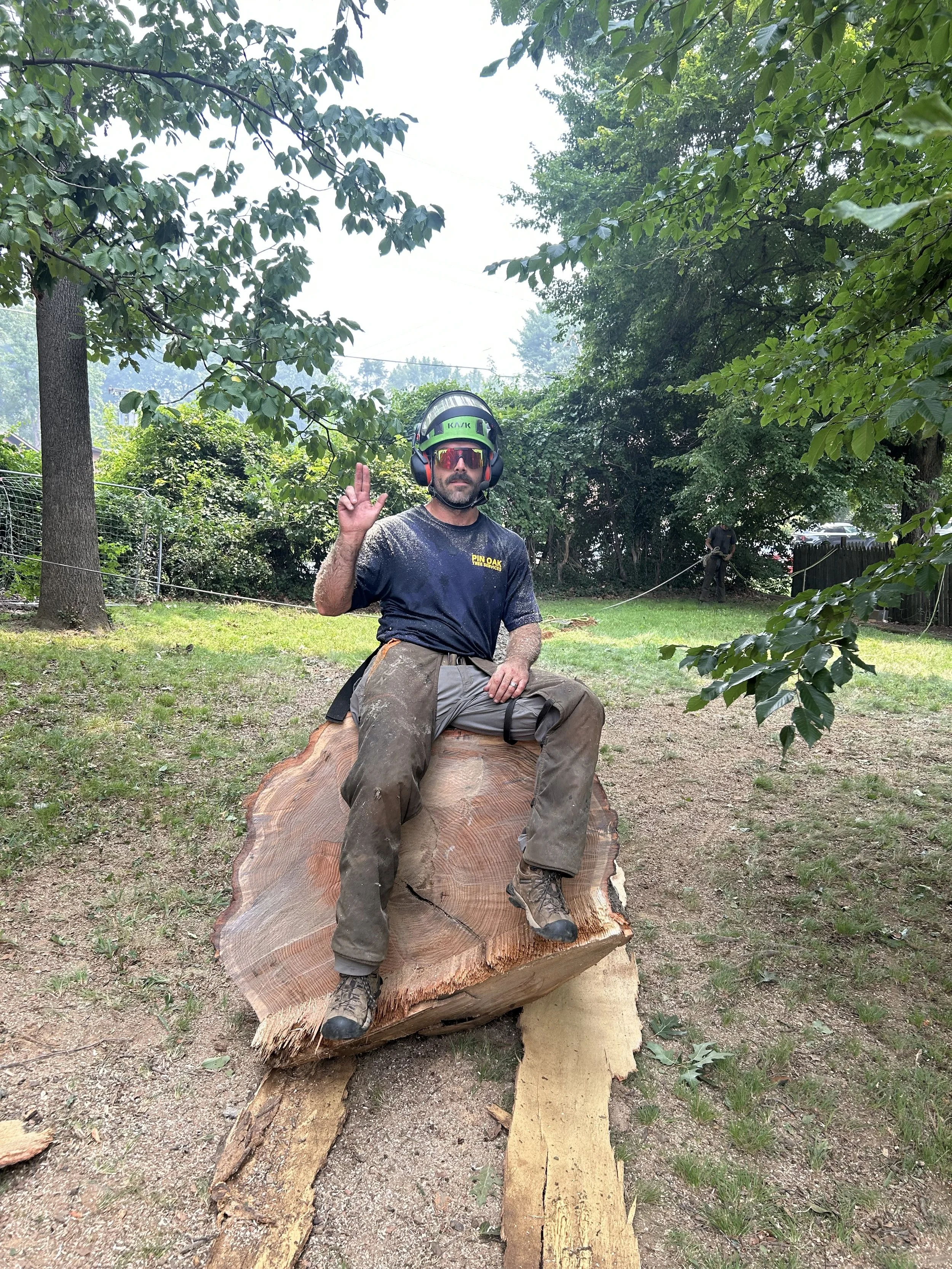 Large Northern Red Oak