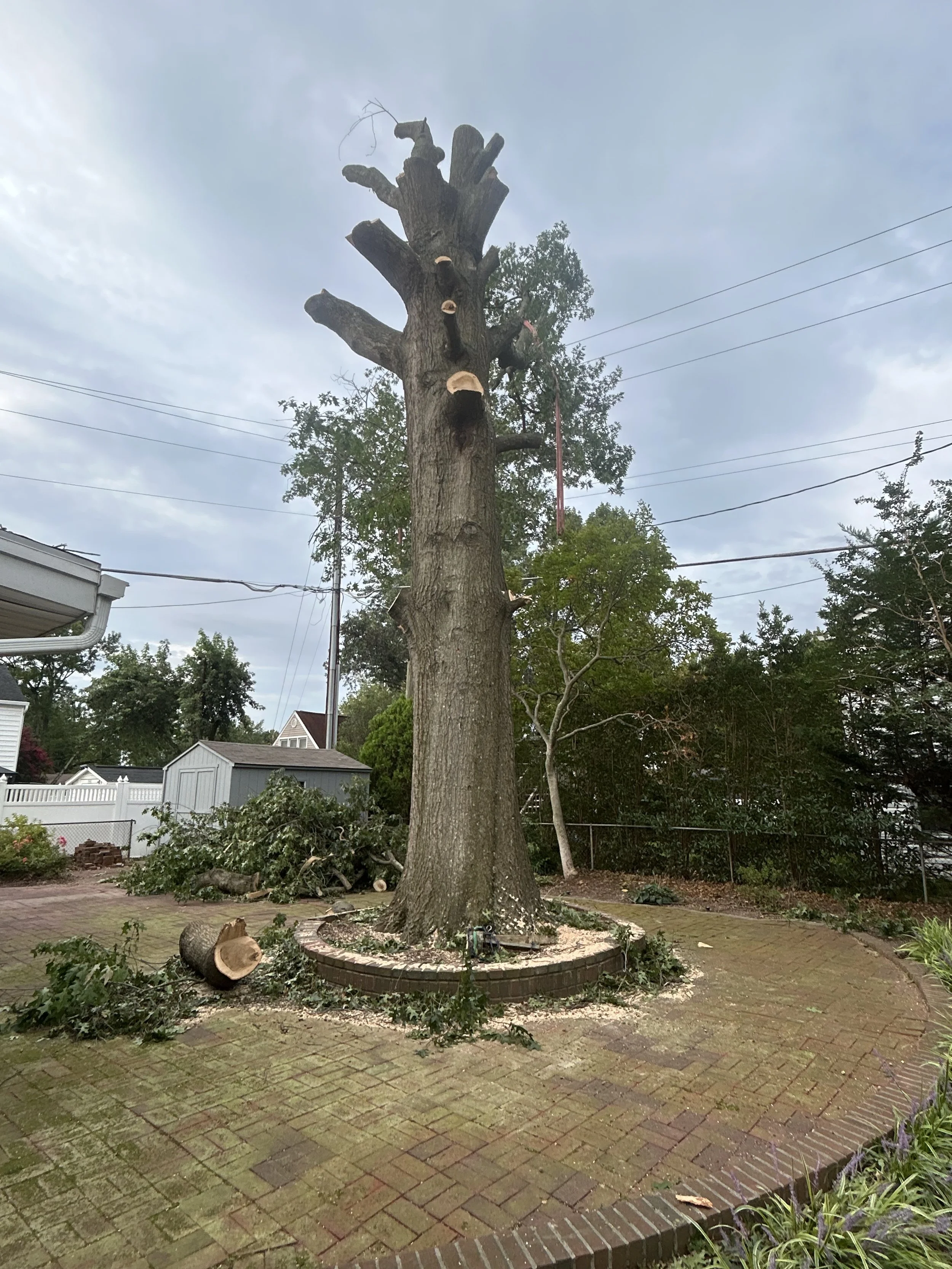 Northern Red Oak