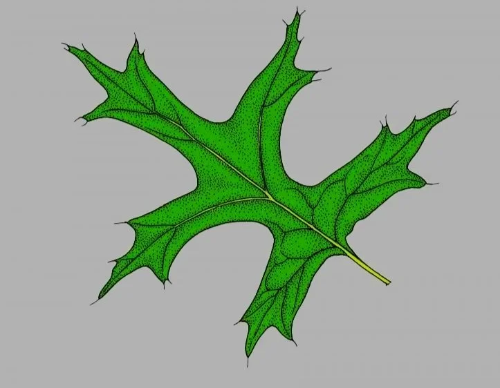 Pin Oak Tree Service