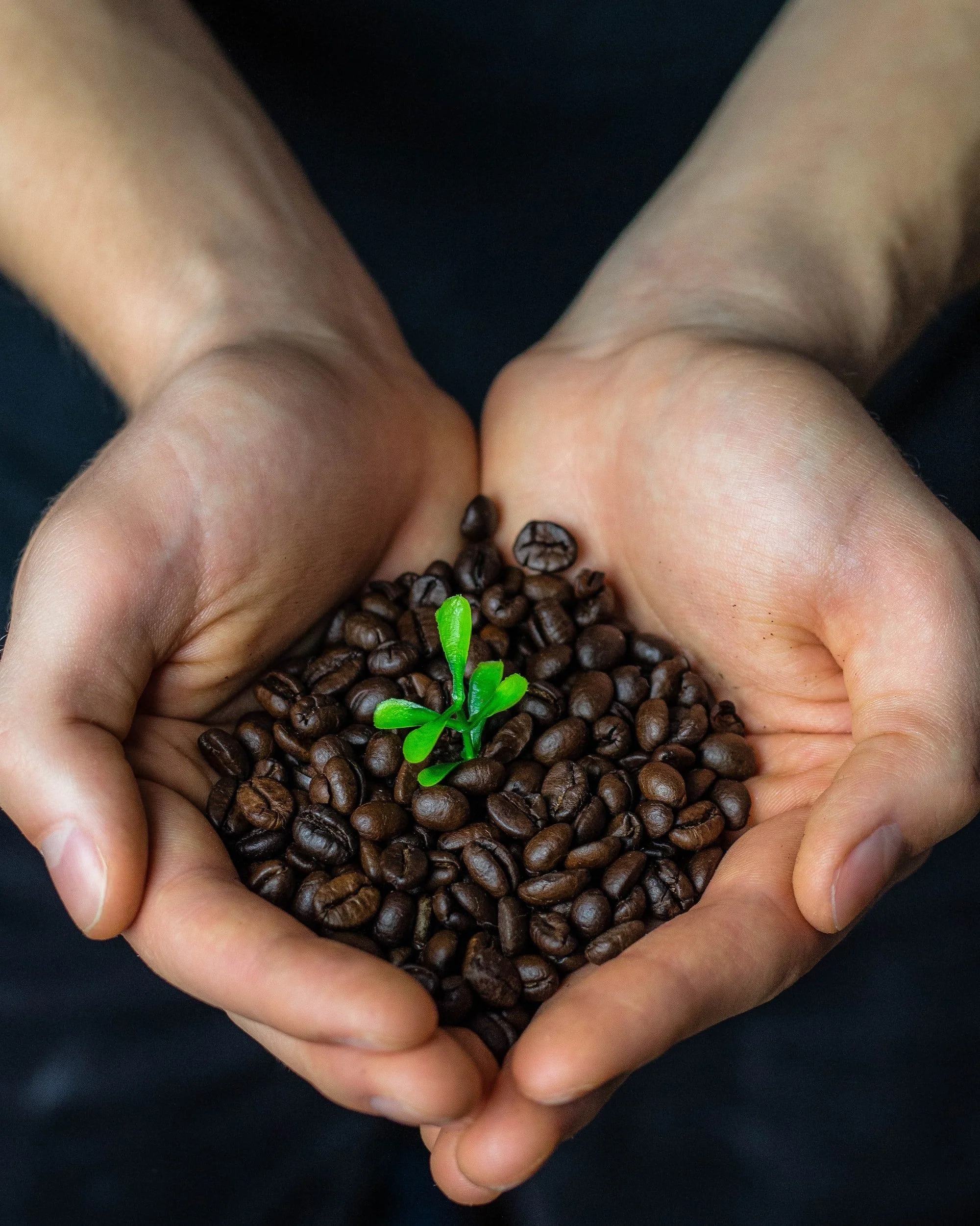 Brewing Sustainability: The Benefits of Organic Coffee