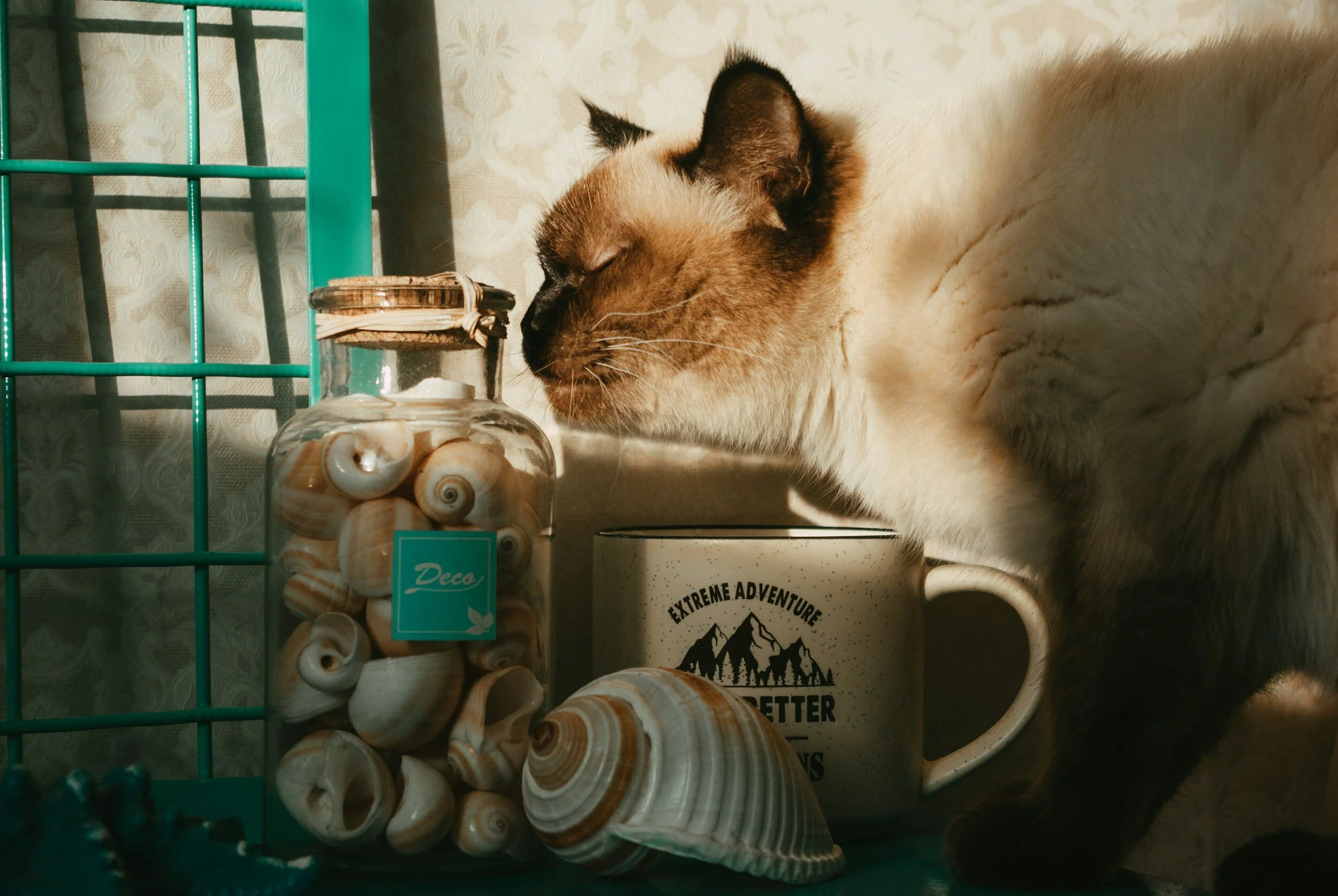 Cat Cuddles & Coffee: National Siamese Cat Day Celebrations