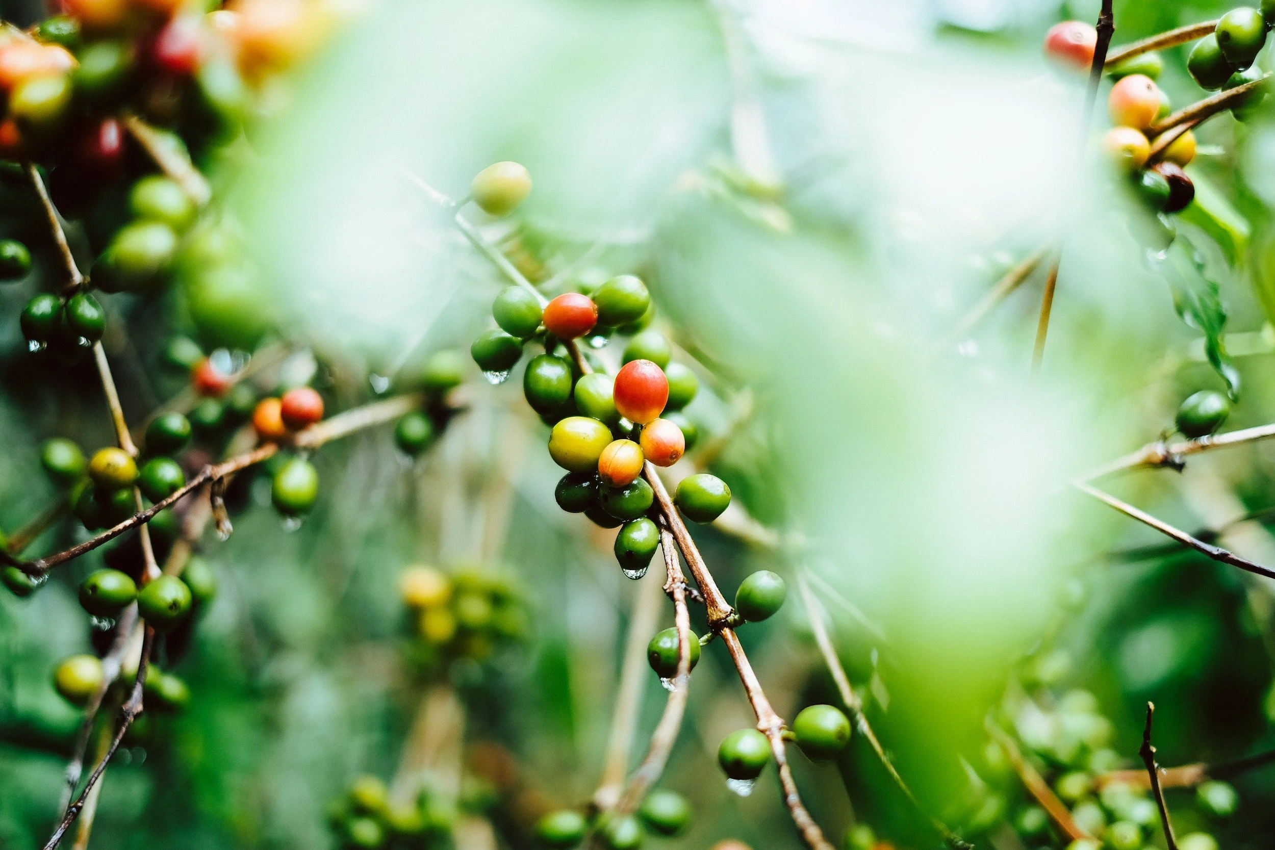 Percolating Problems: The Ripple Effect of High Coffee Bean Prices on the Local Economy