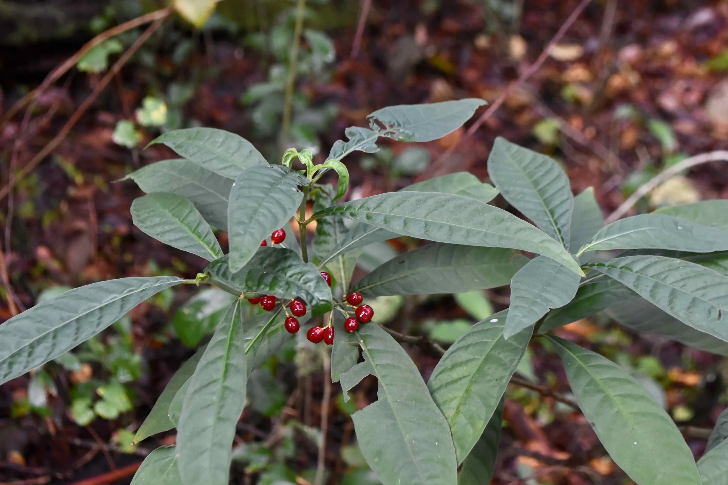 Untamed Origins: The Role of Wild Coffee in the Modern Industry