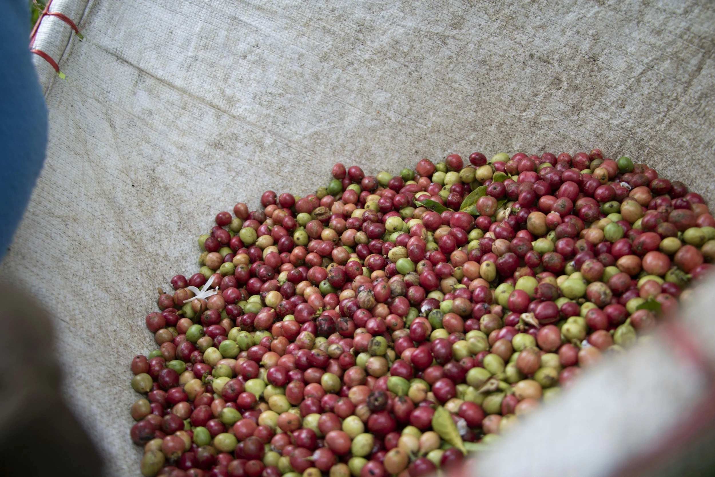 Who’s Going to Grow Your Coffee? A Crisis Brewing in the Fields