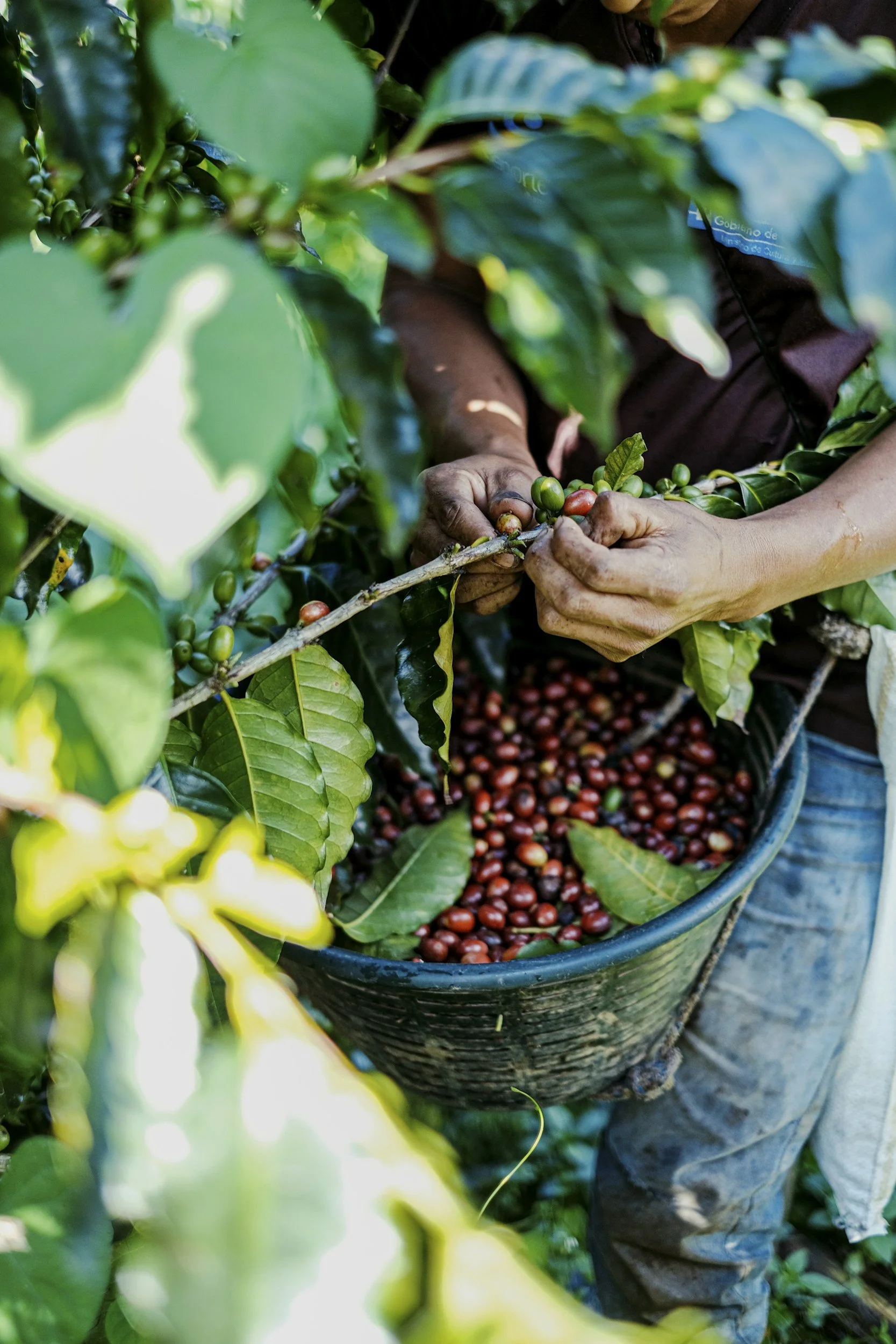 From One Woman’s Coffee Revolution to Your Cup: How Win Win Coffee Shares a Bigger Vision