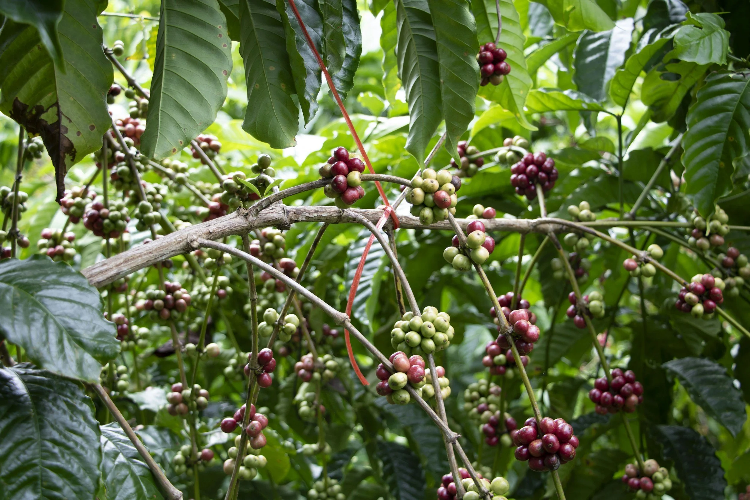 What If Your Daily Brew Could Save the Forests That Grow It?