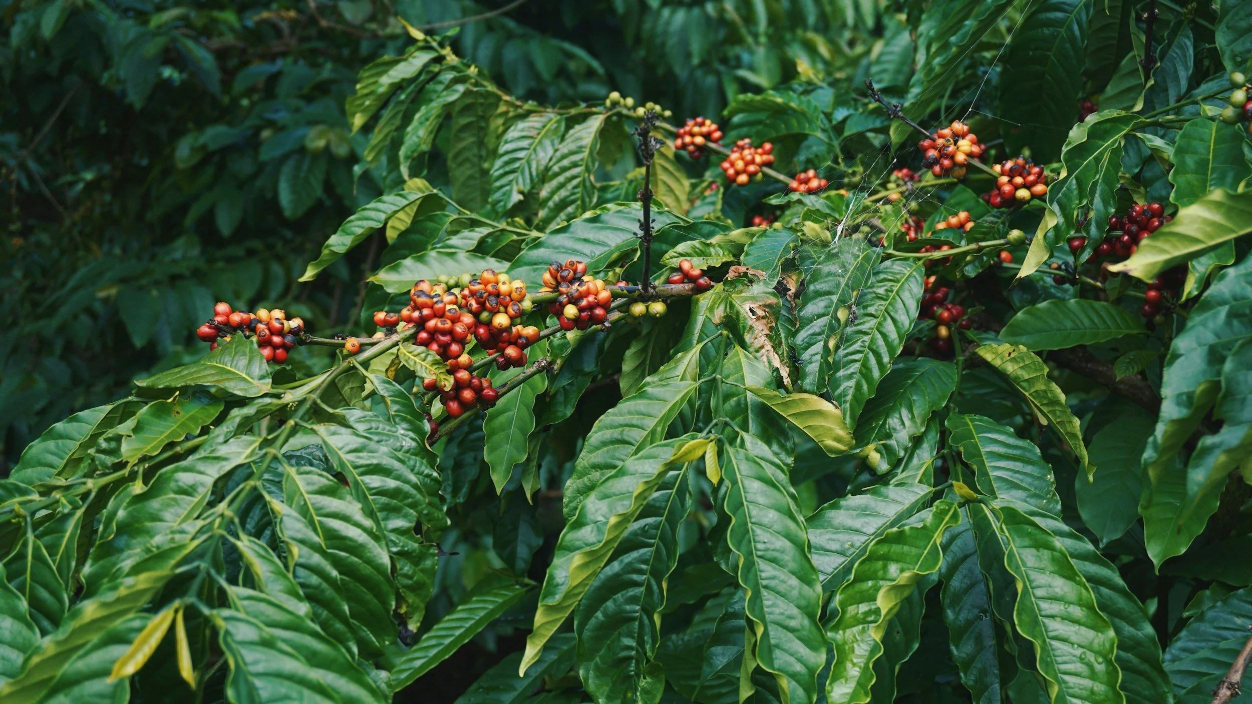 Why Uganda’s Big Move into the European Coffee Market Matters to You (and Us) at Win Win Coffee